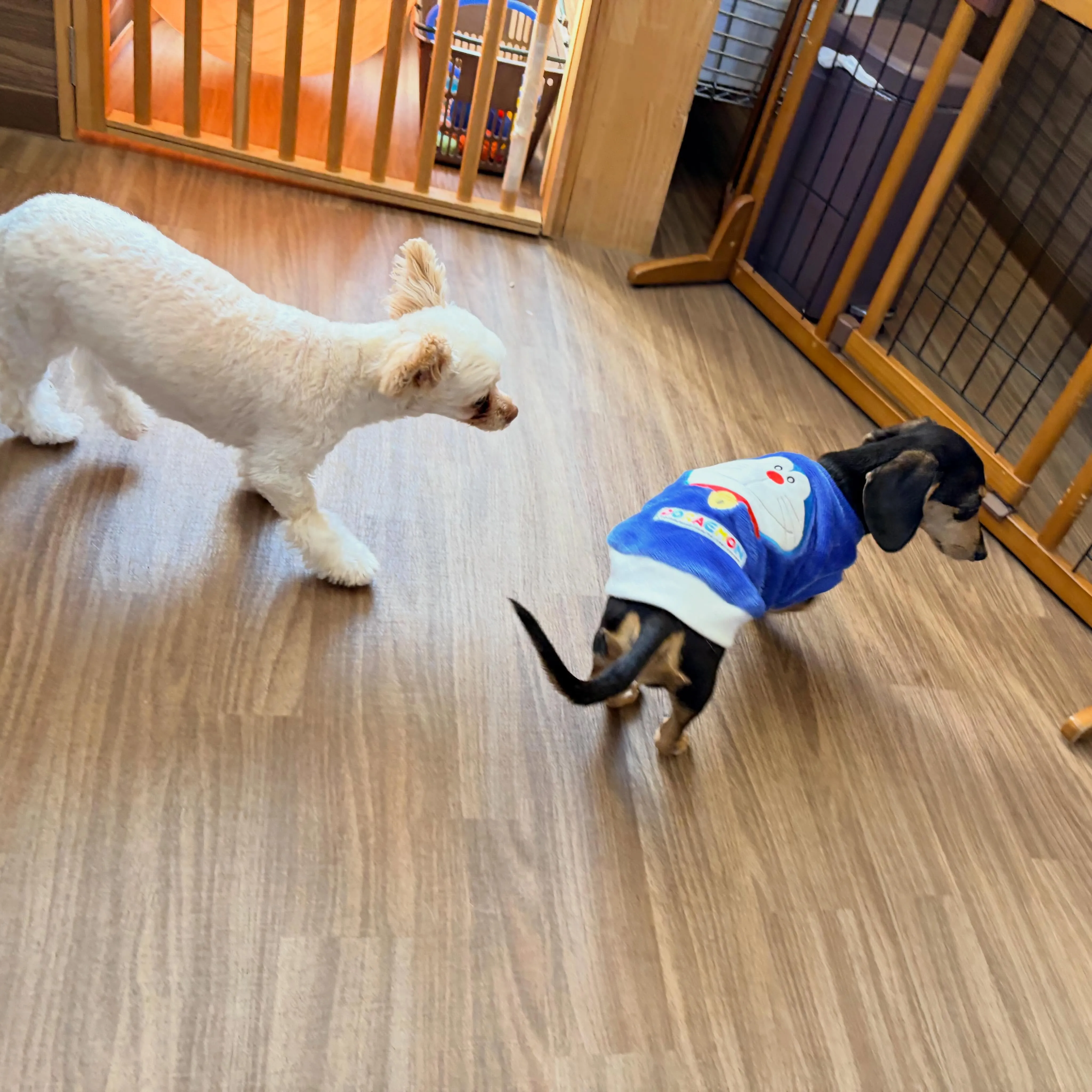 入会してくれたモコちゃんです✨