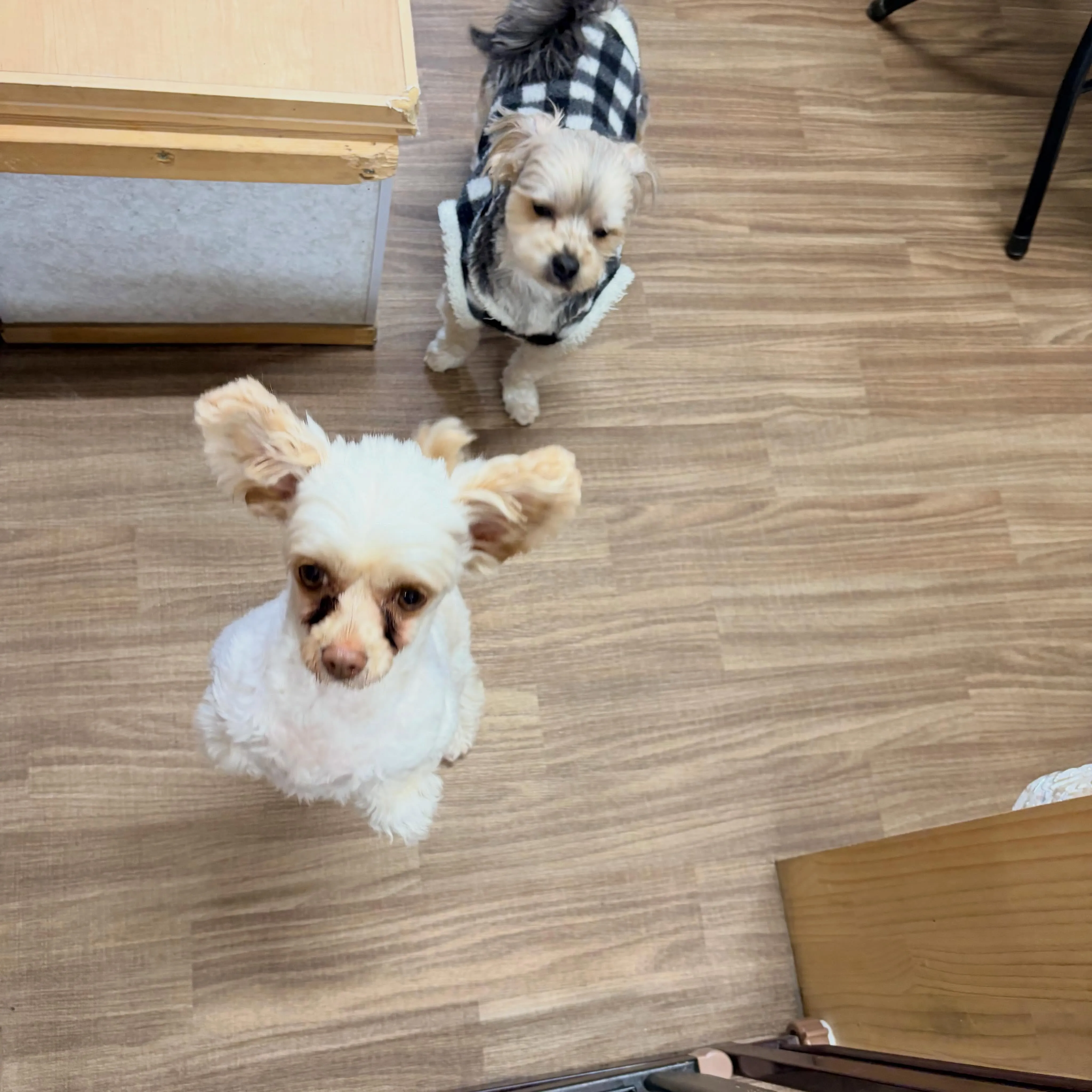 入会してくれたモコちゃんです✨