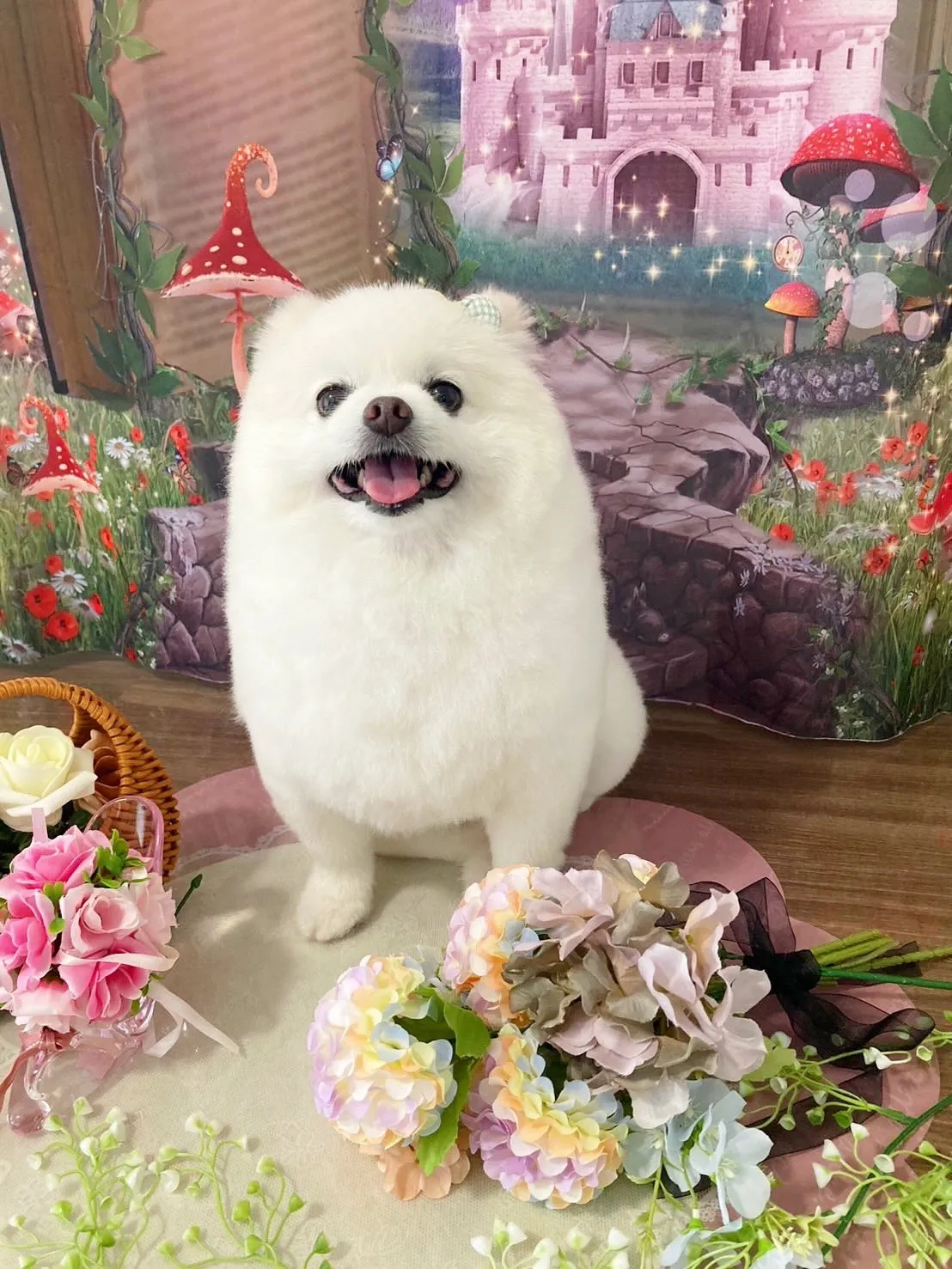 トリミングのセットメニューをご利用頂いたわんこたちです❣️