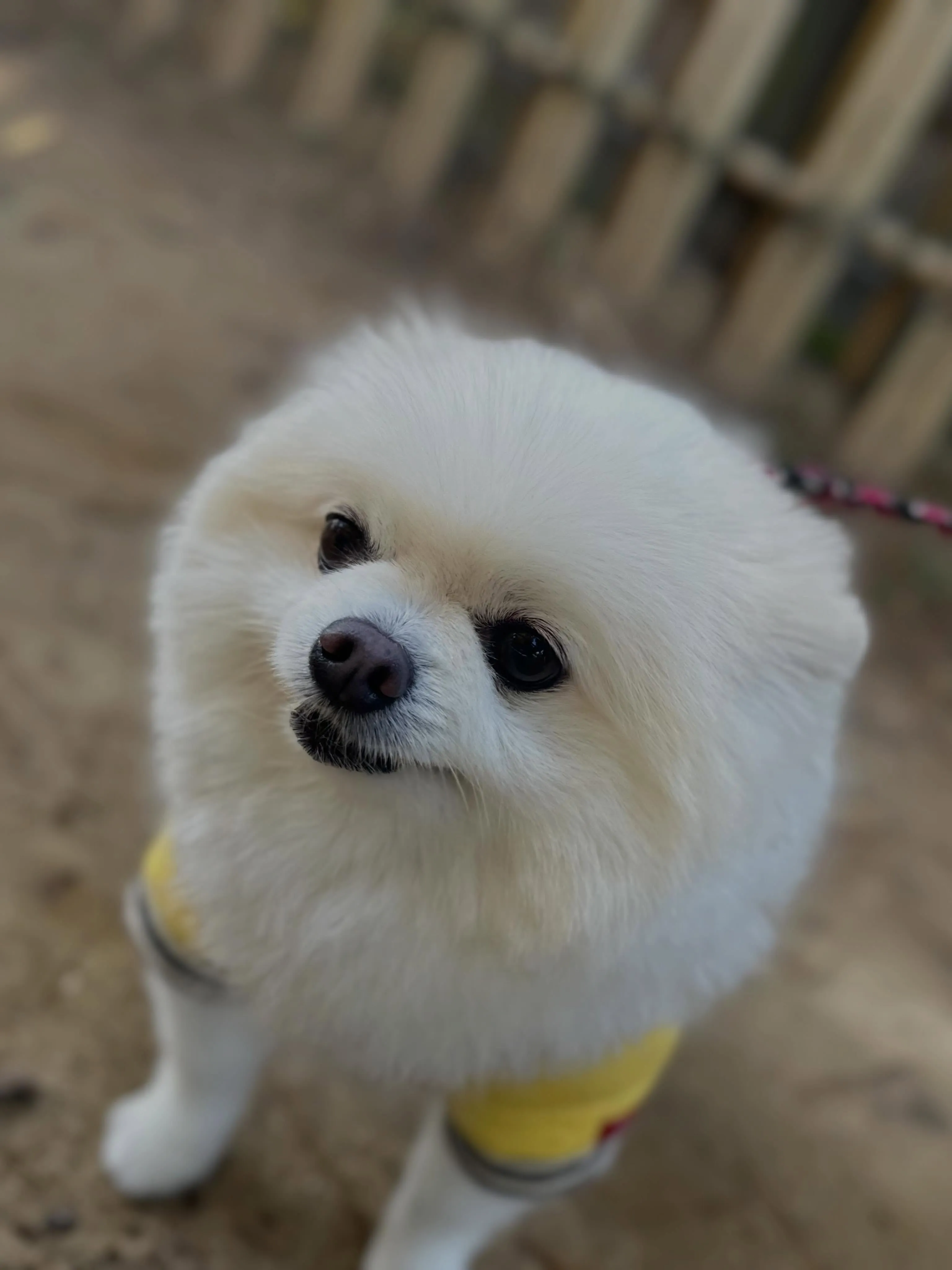トリミングのセットメニューをご利用頂いたわんこたちです❣️