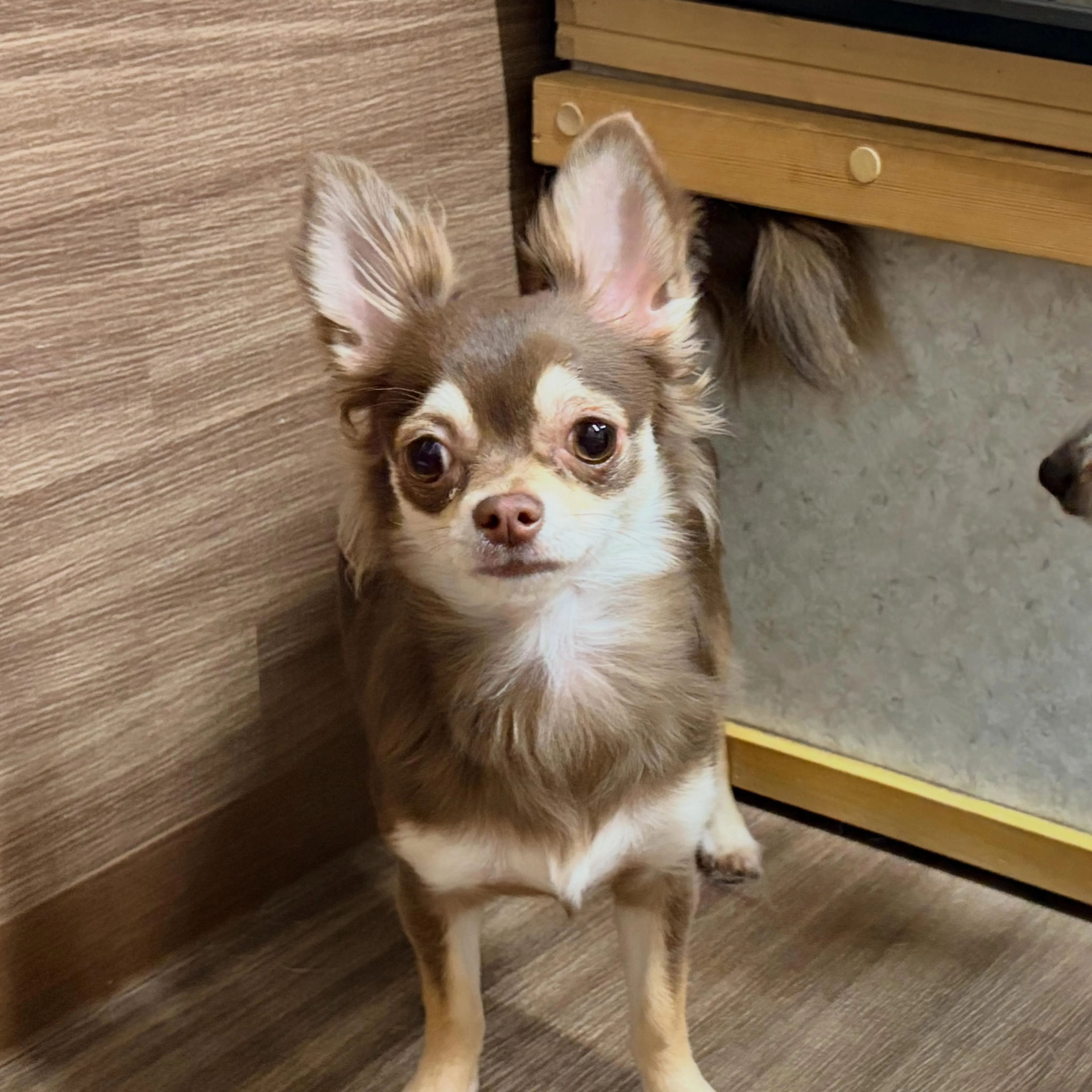 入会してくれたあんずちゃんです💕