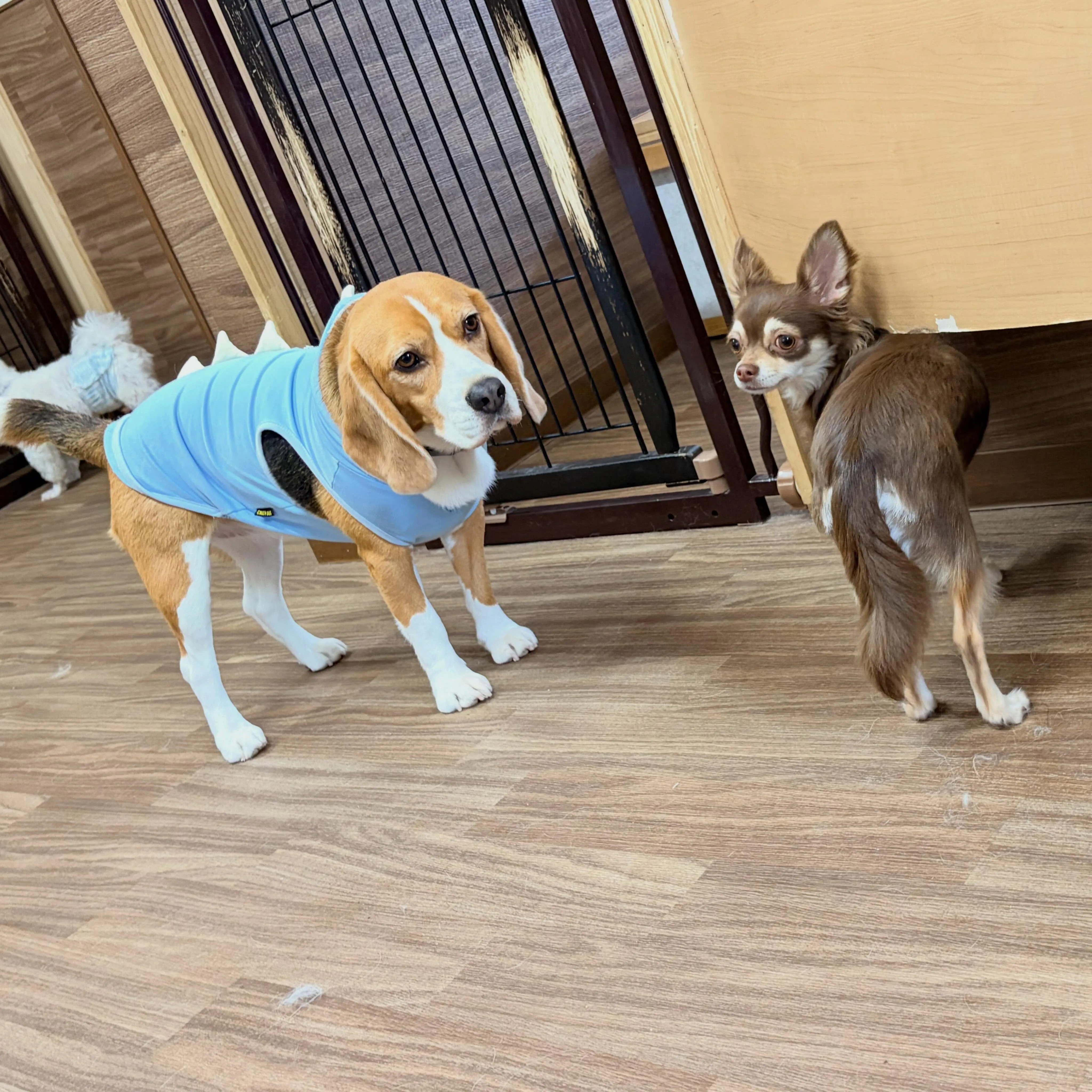 入会してくれたあんずちゃんです💕