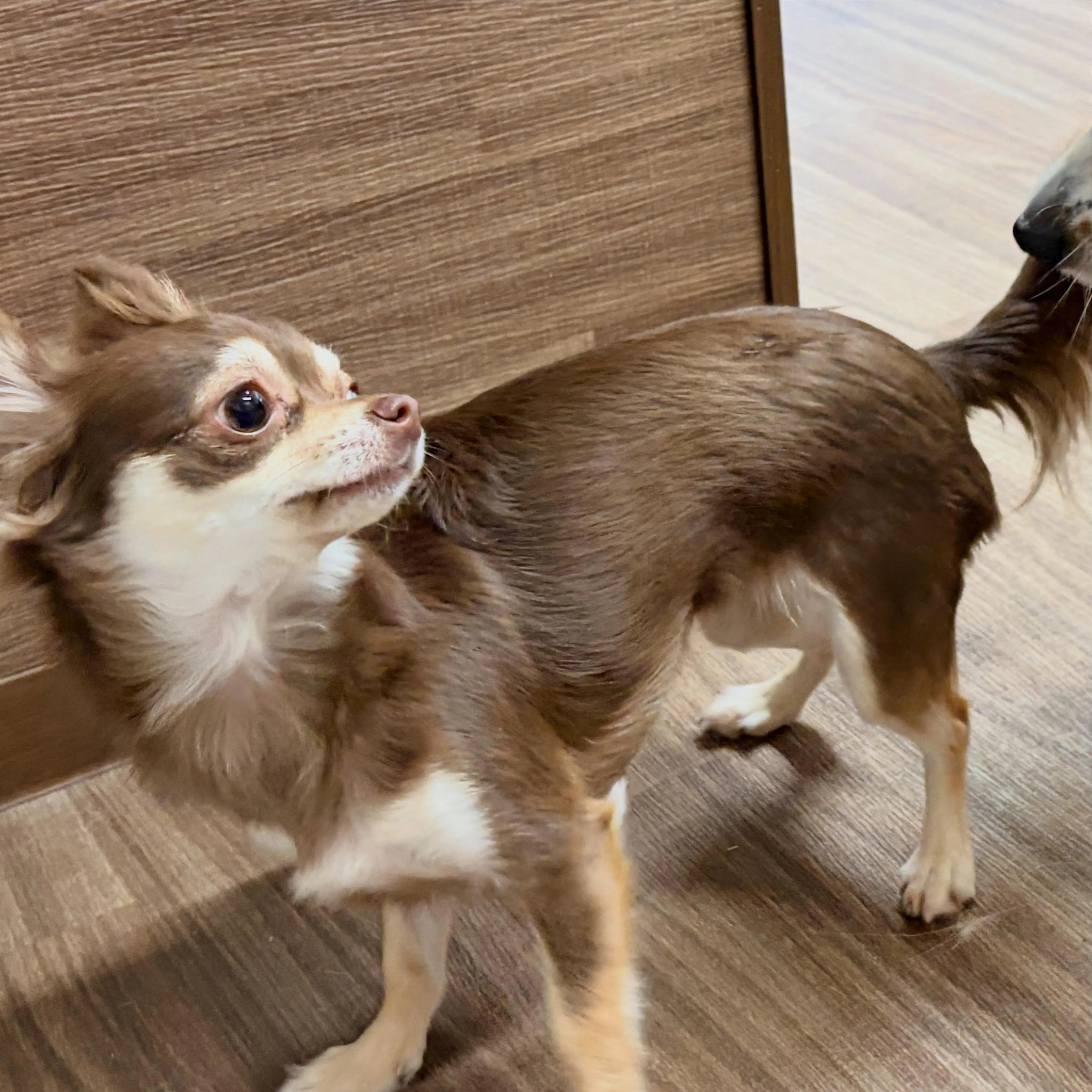入会してくれたあんずちゃんです💕