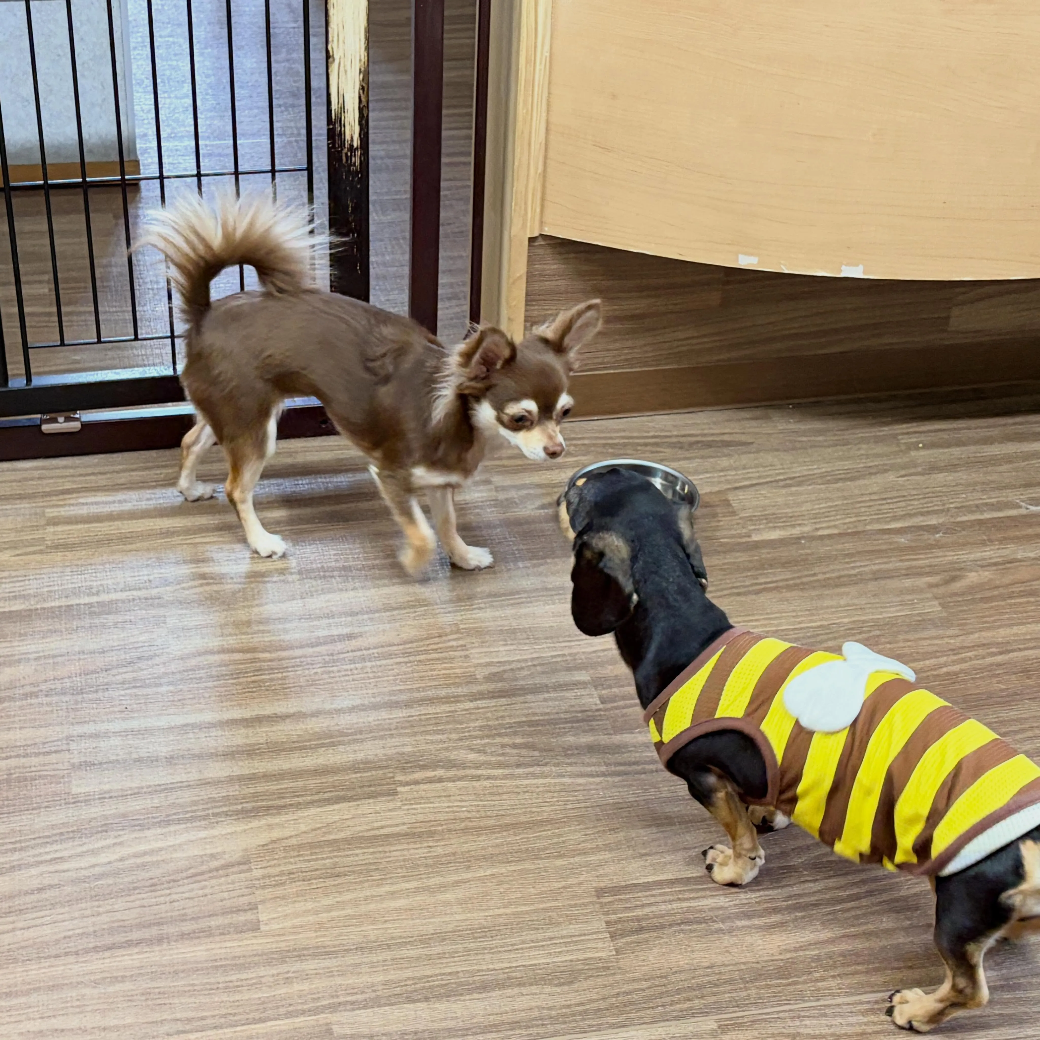 入会してくれたあんずちゃんです💕