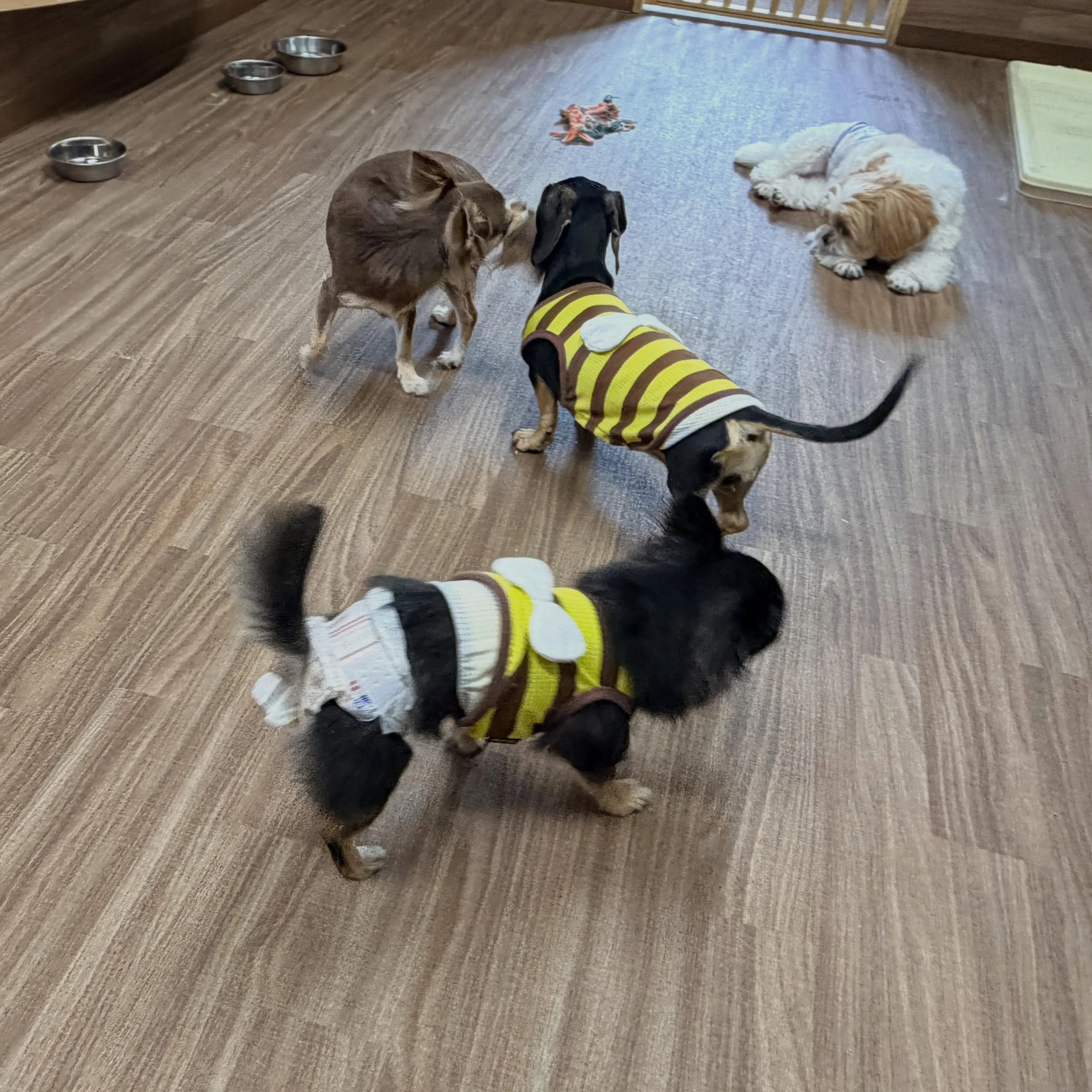 入会してくれたあんずちゃんです💕