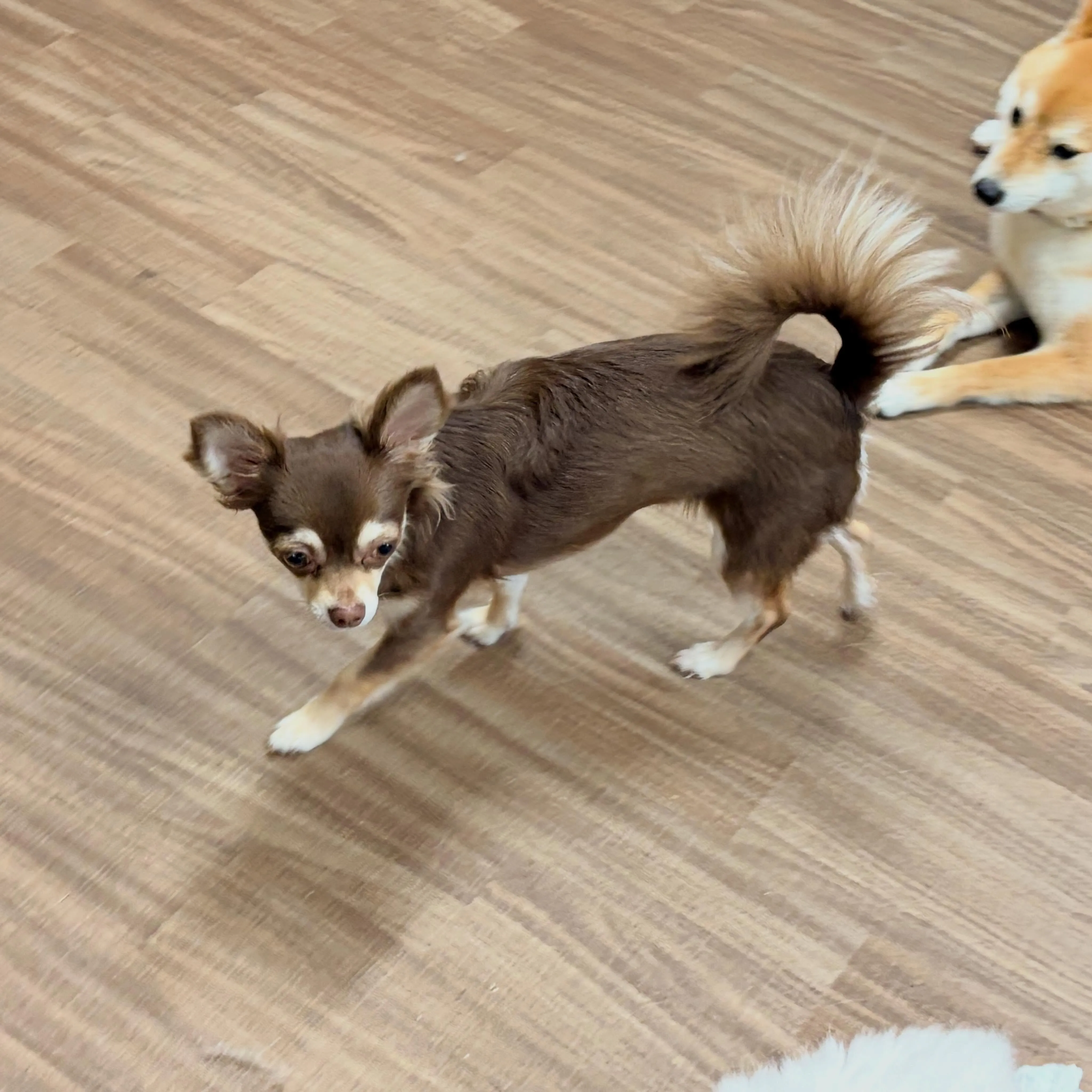 入会してくれたあんずちゃんです💕