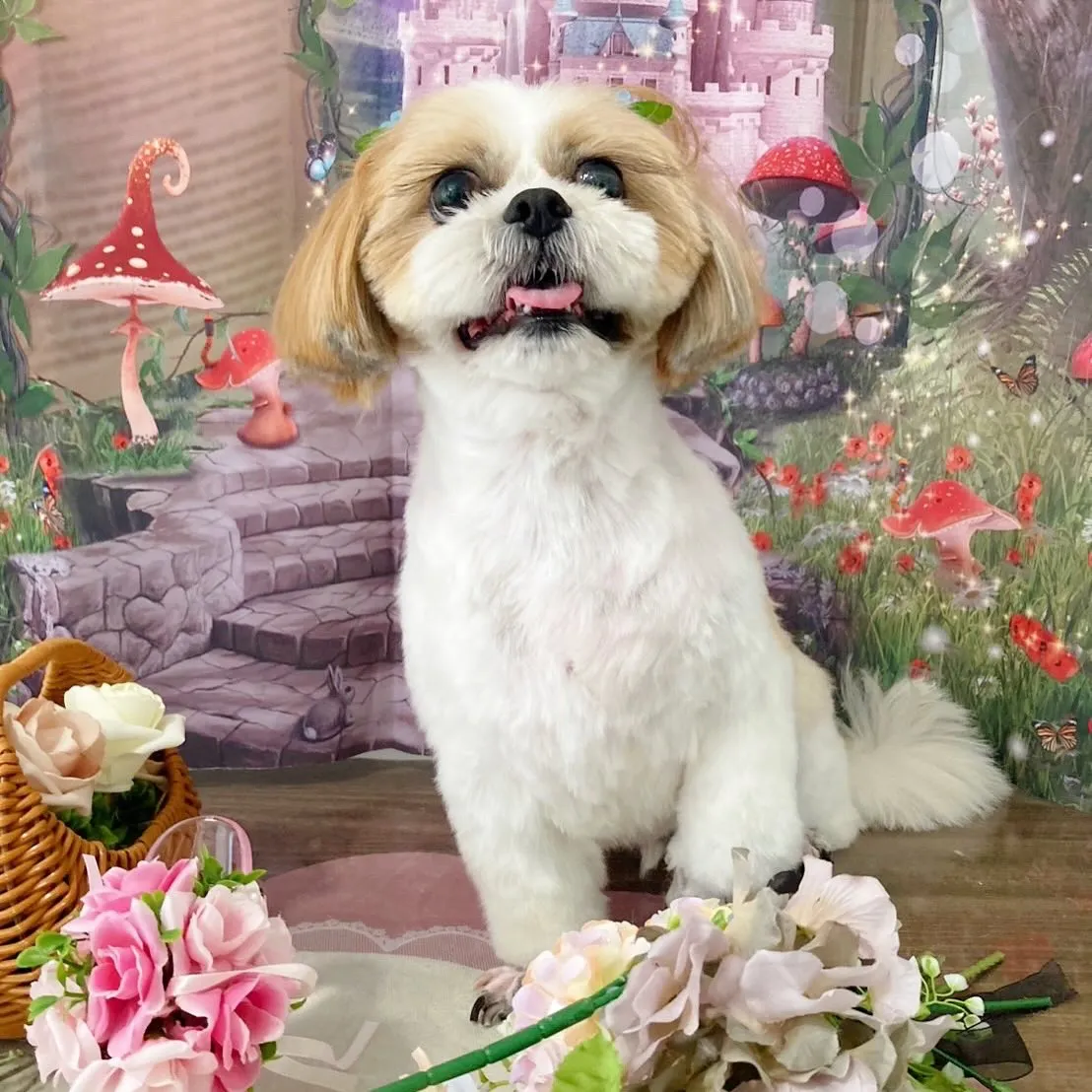 トリミングのセットメニューをご利用頂いたわんこたちです🎶
