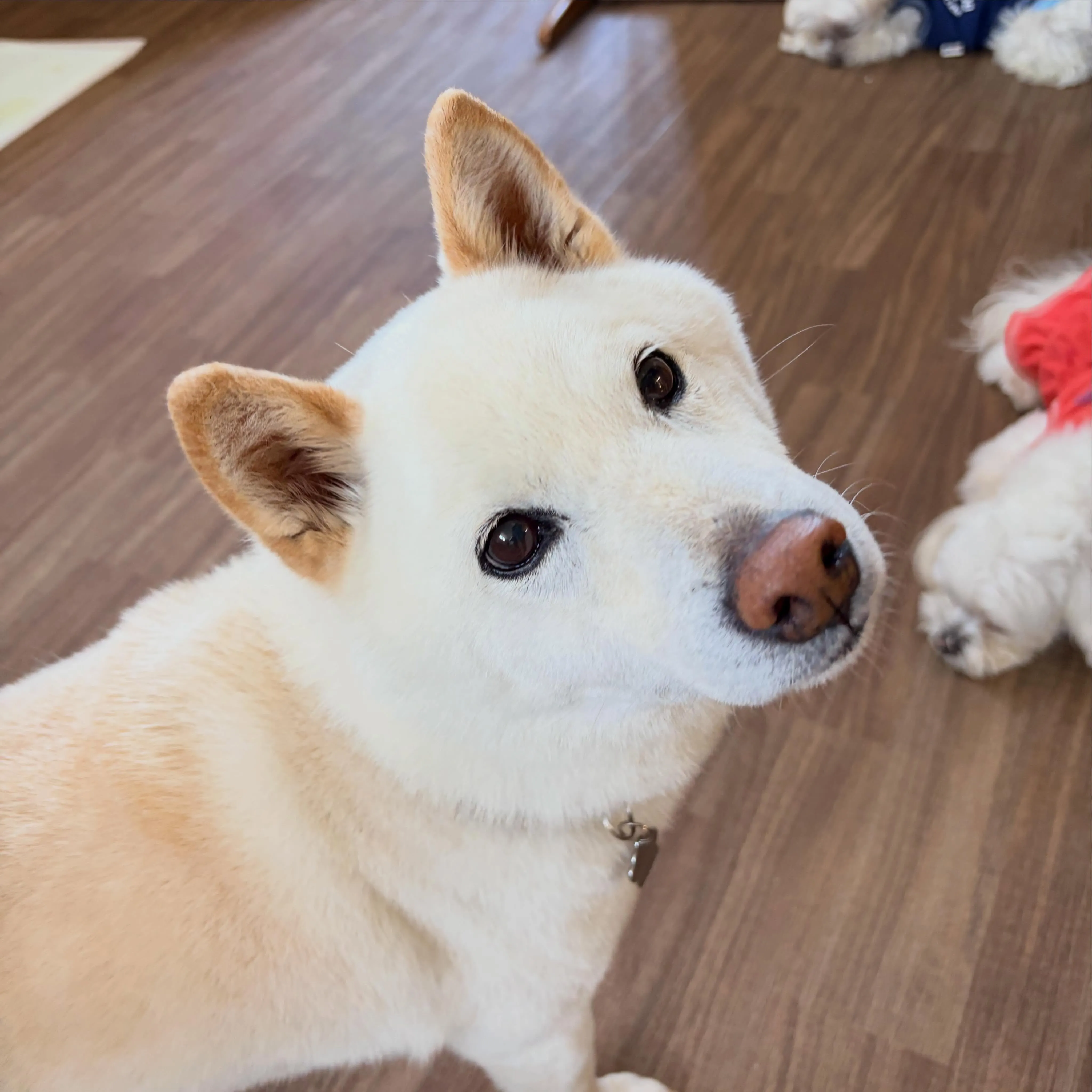 入会してくれたヴェルくんです🥰