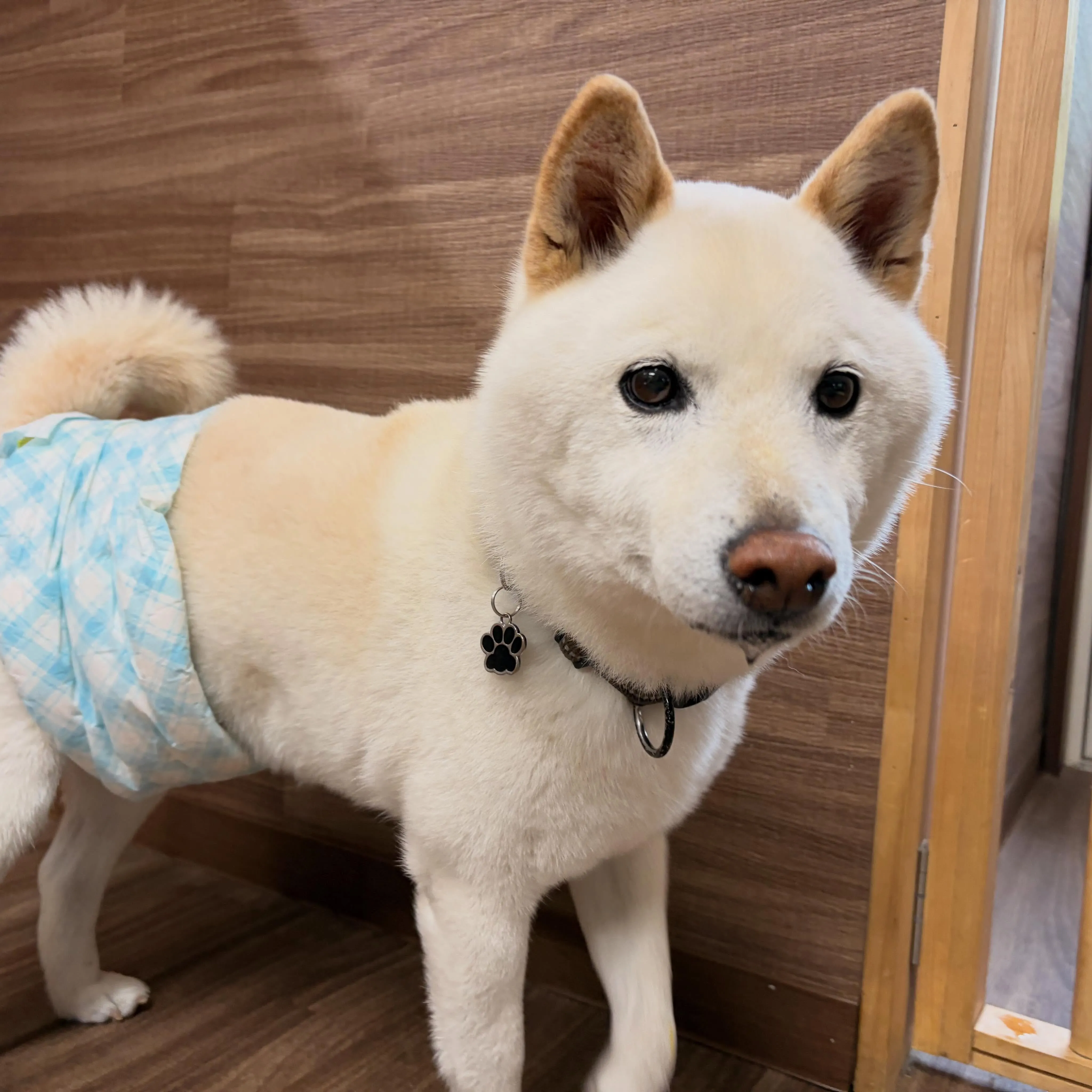 入会してくれたヴェルくんです🥰