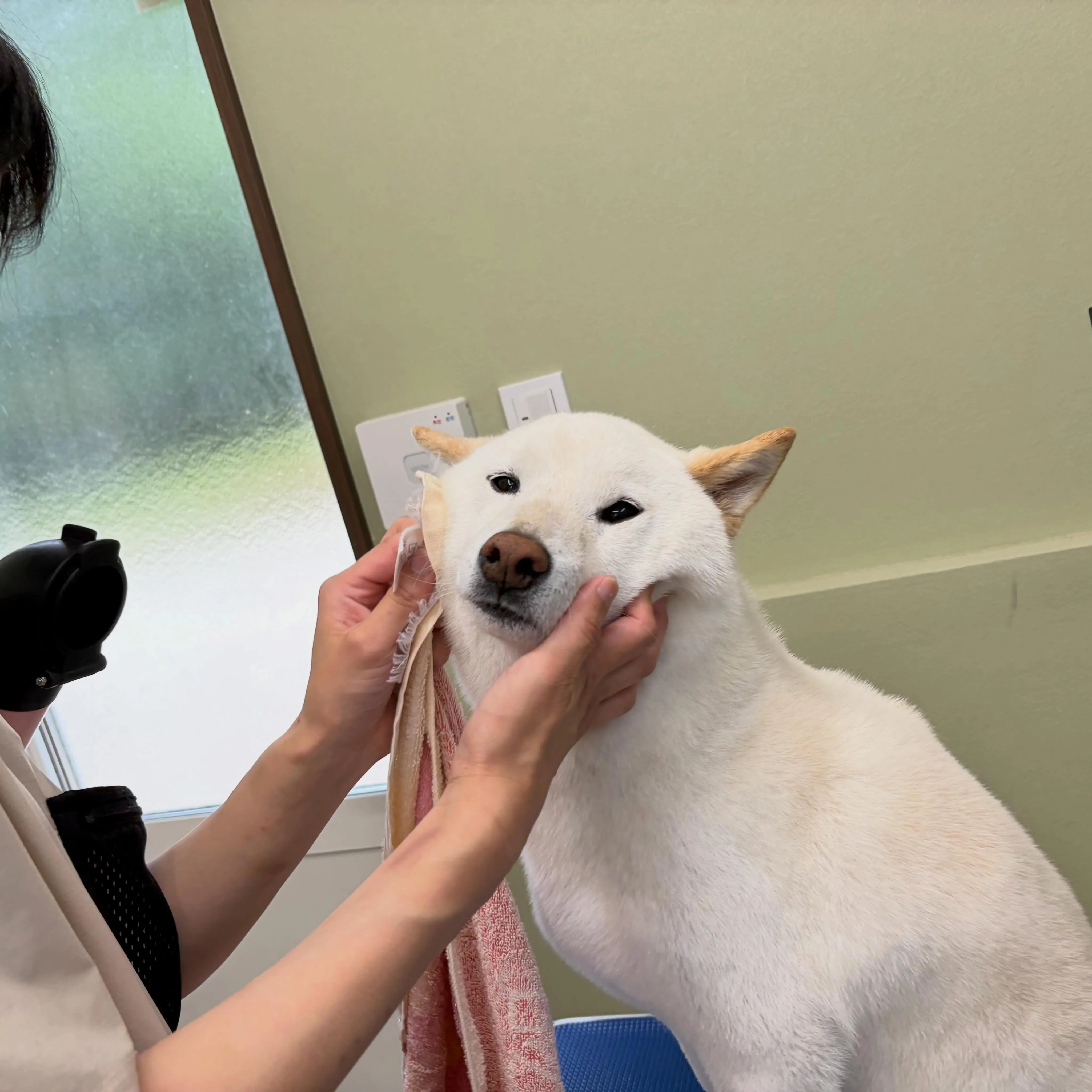 入会してくれたヴェルくんです🥰