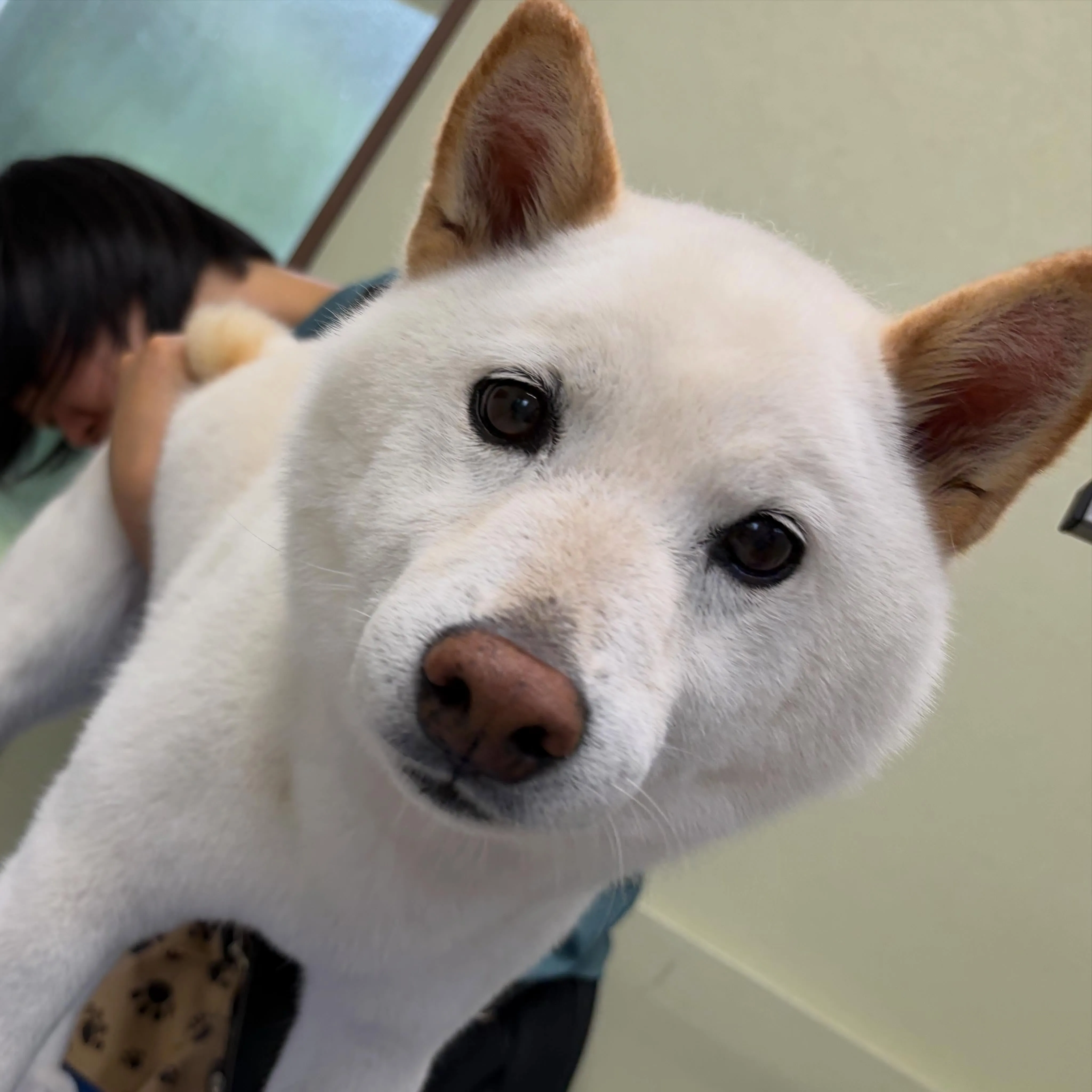 入会してくれたヴェルくんです🥰