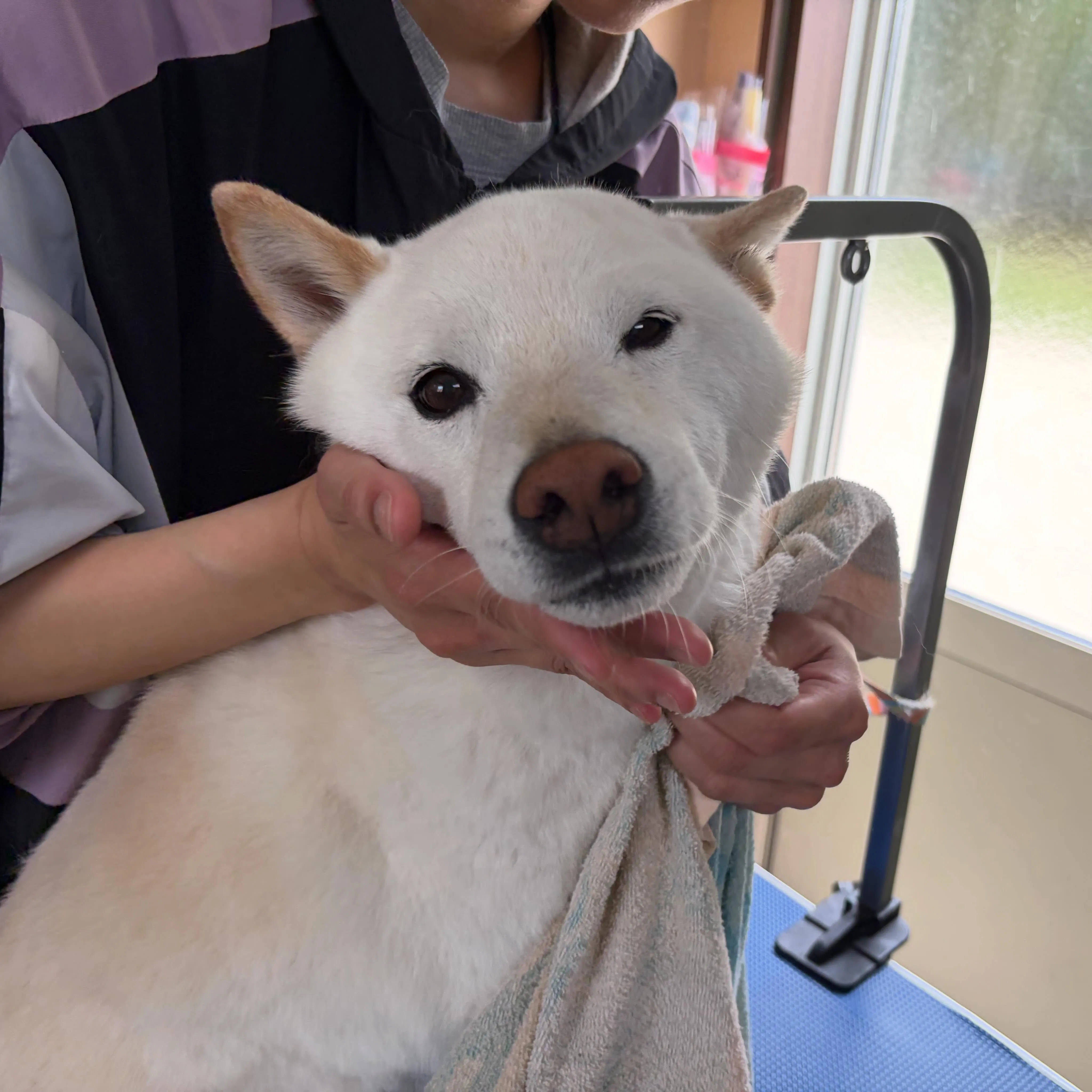 入会してくれたヴェルくんです🥰