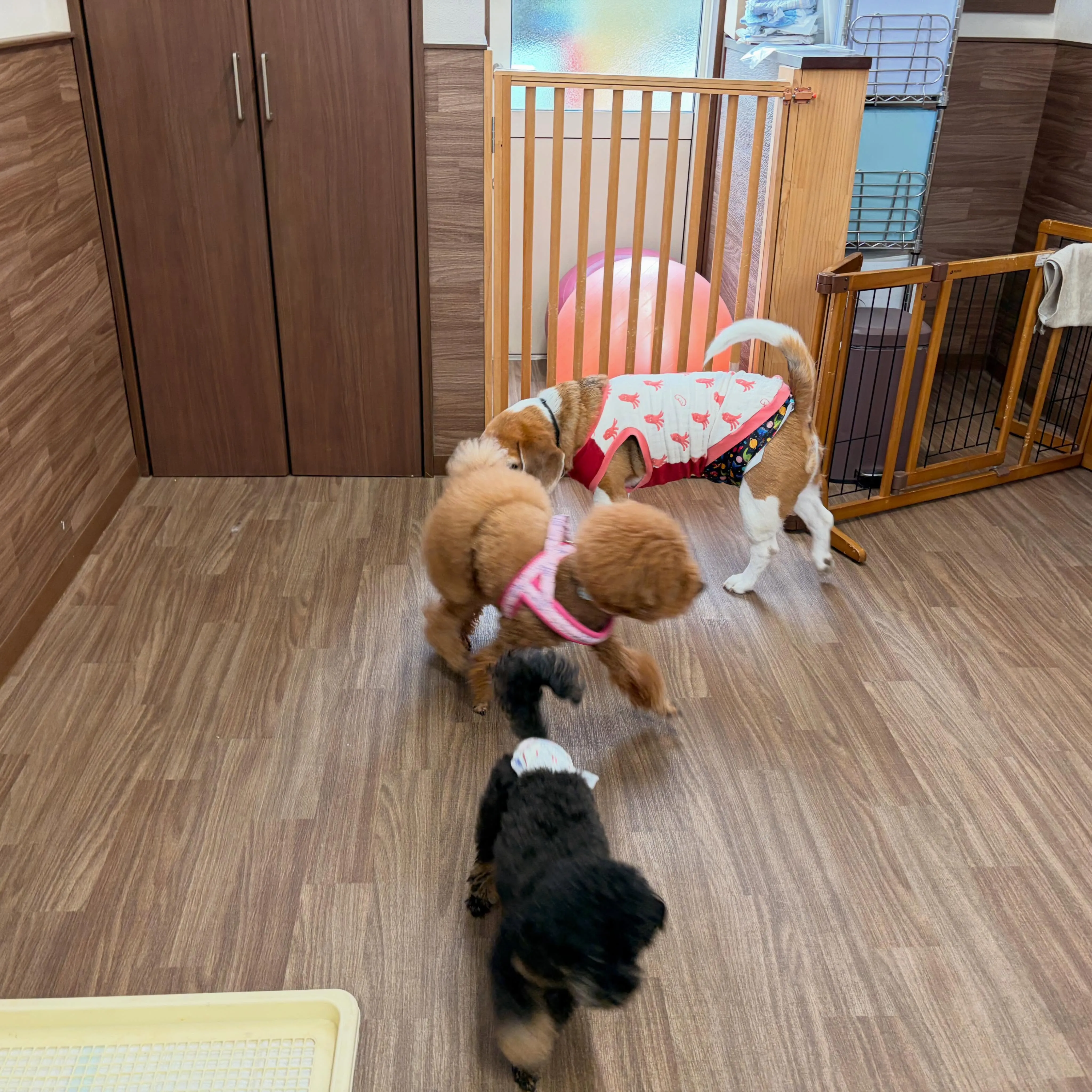 入会してくれたリリーくんです❣️