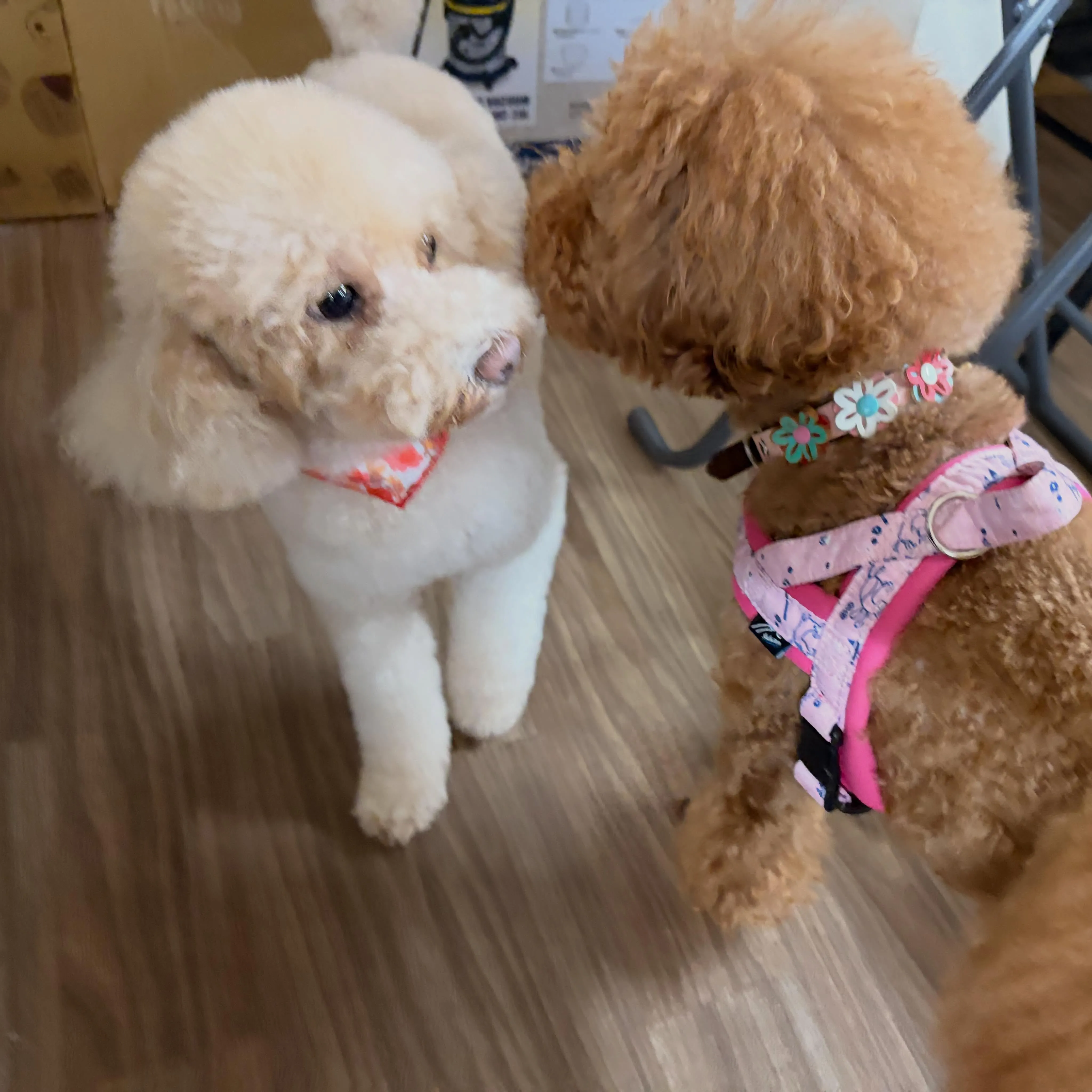 入会してくれたリリーくんです❣️
