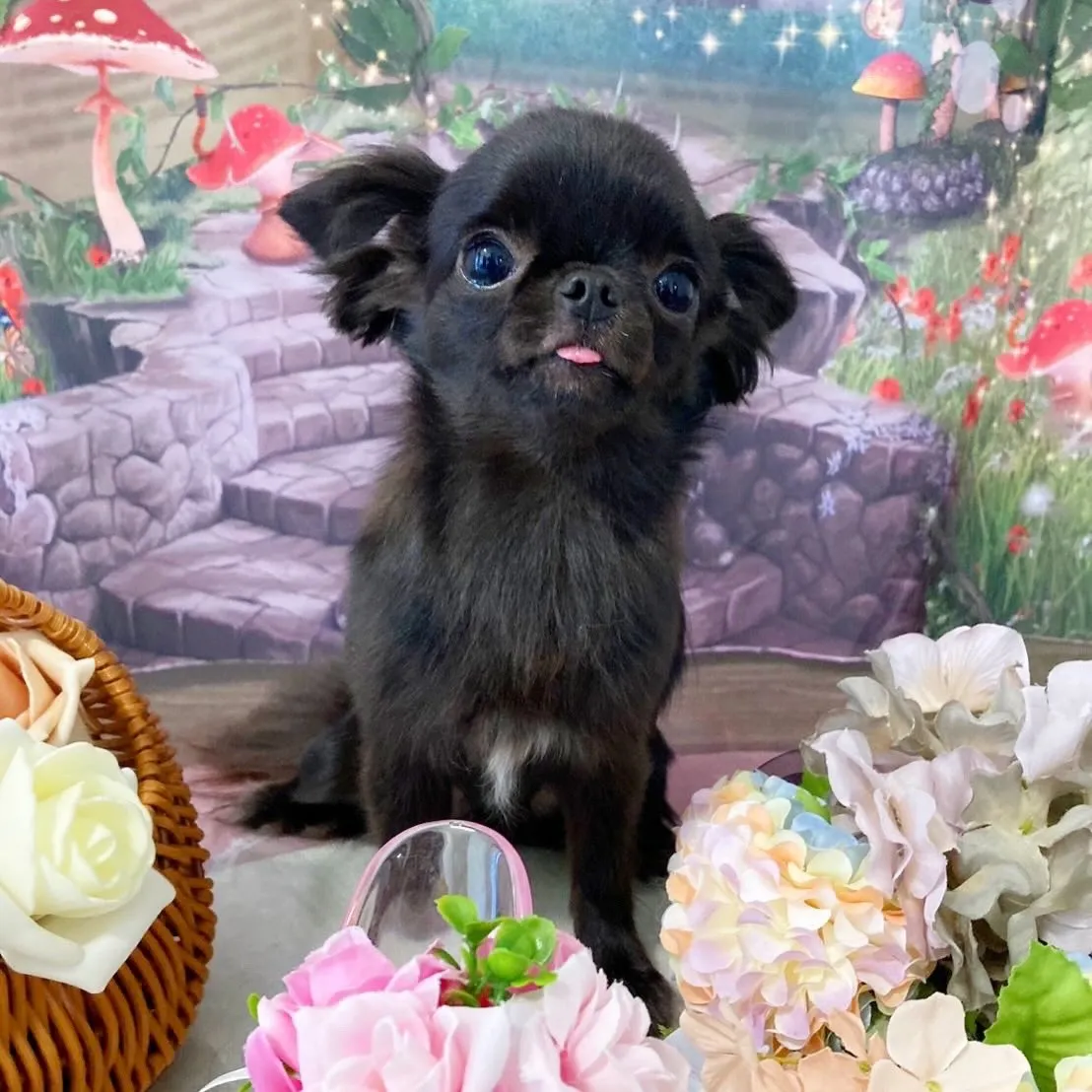 トリミングのセットメニューをご利用頂いたわんこたちです🐾