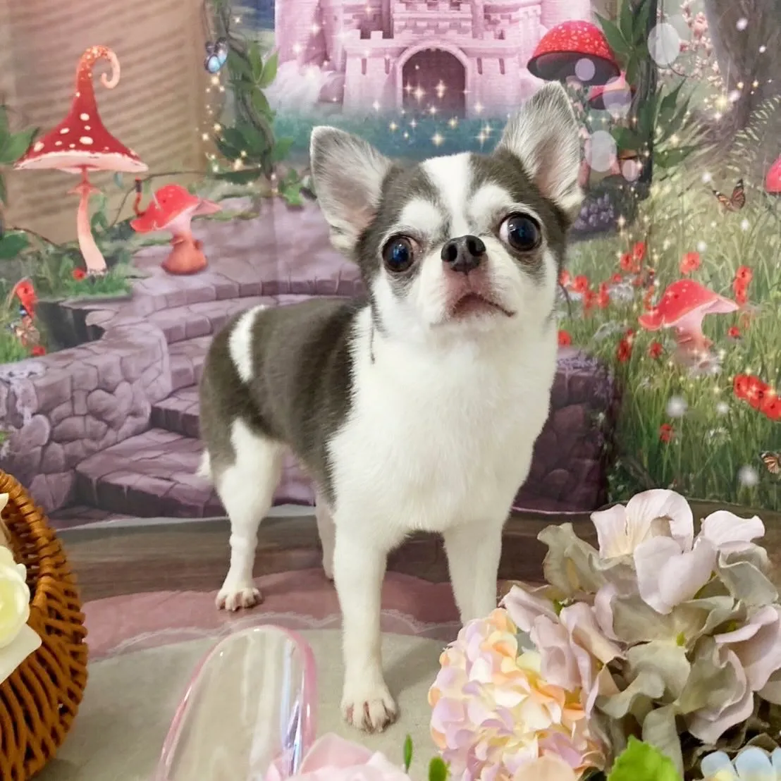 トリミングのセットメニューをご利用頂いたわんこたちです🐾