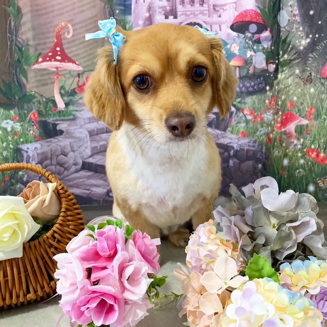 トリミングのセットメニューをご利用頂いたわんこたちです🐾