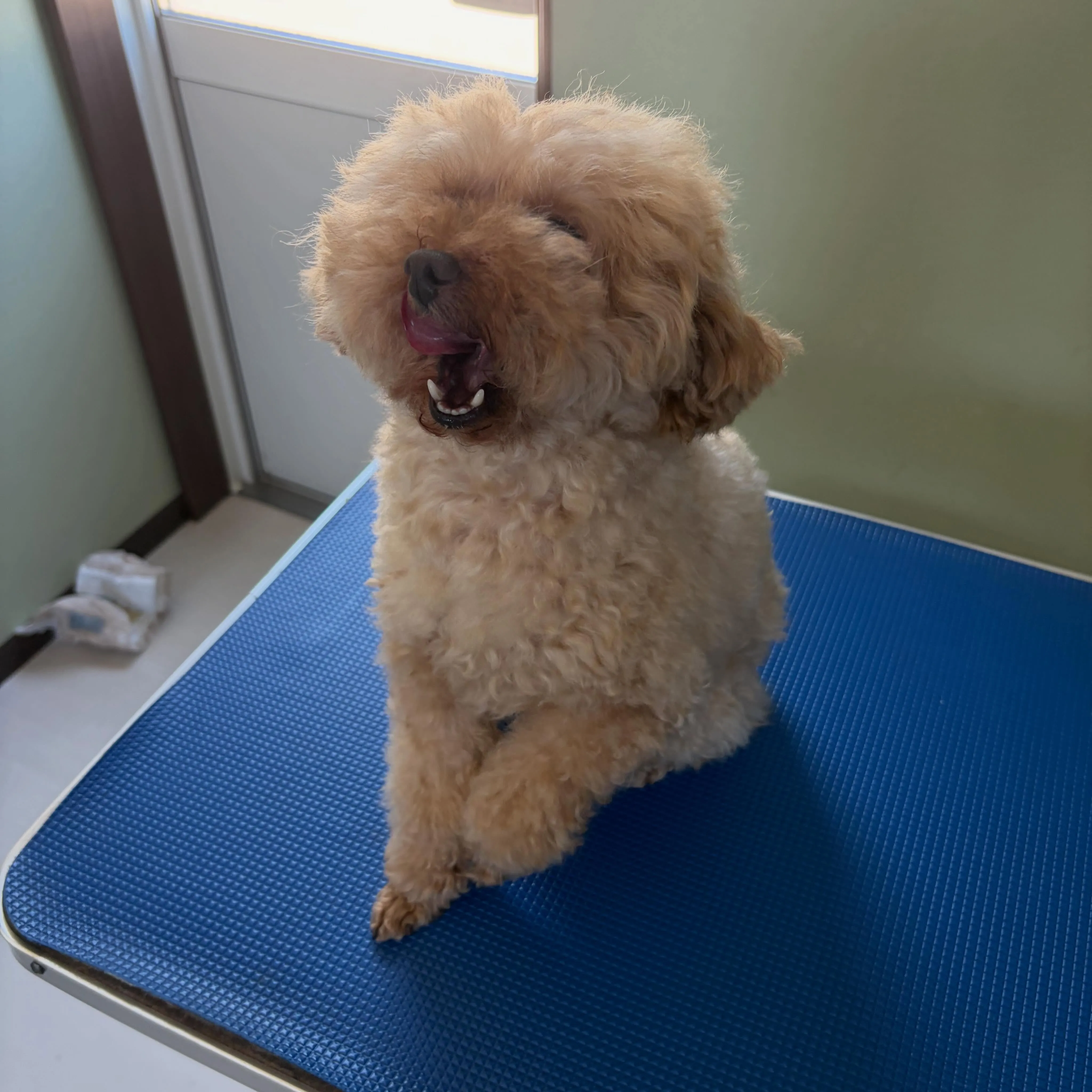 トリミングのセットメニューをご利用頂いたわんこたちです🐾