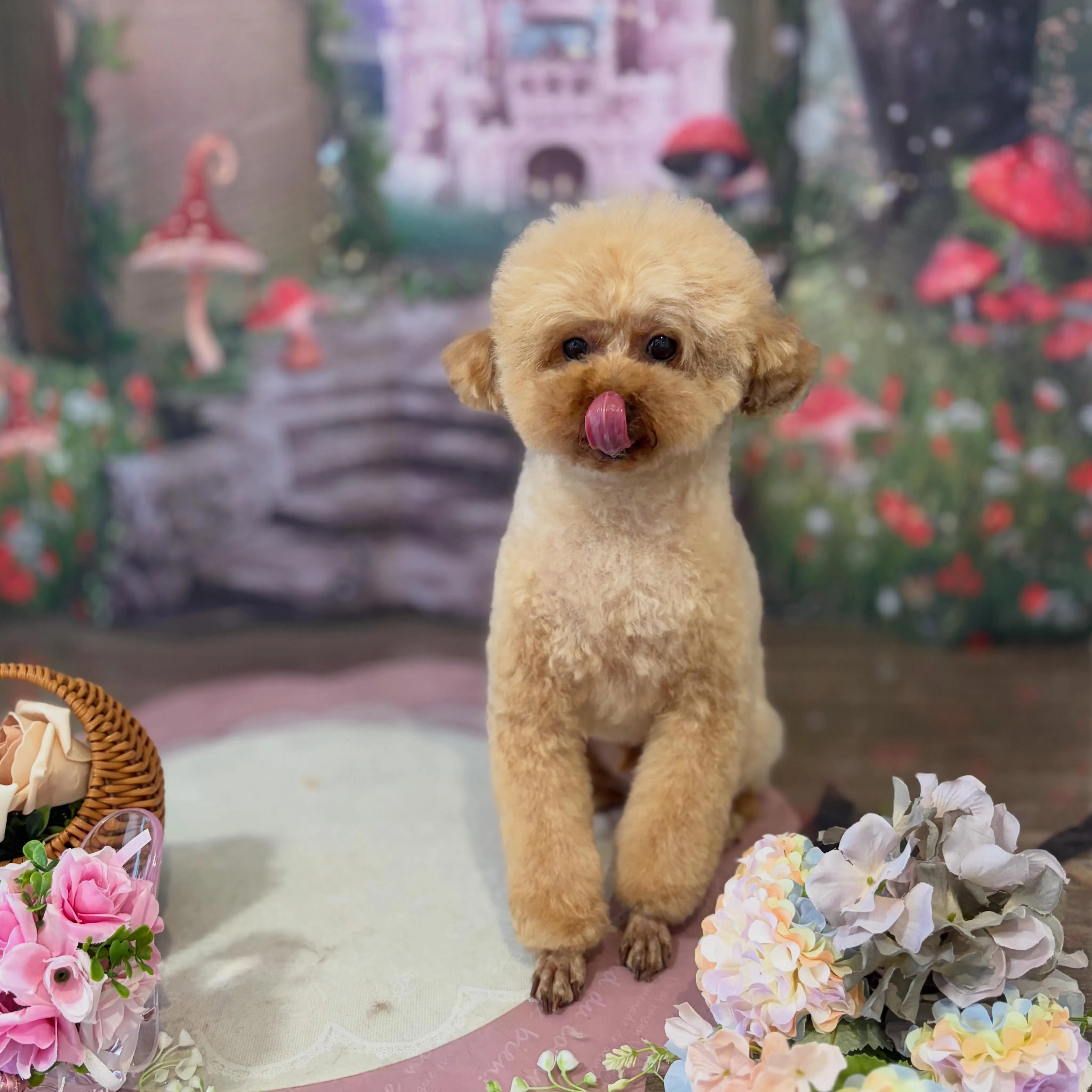 トリミングのセットメニューをご利用頂いたわんこたちです🐾