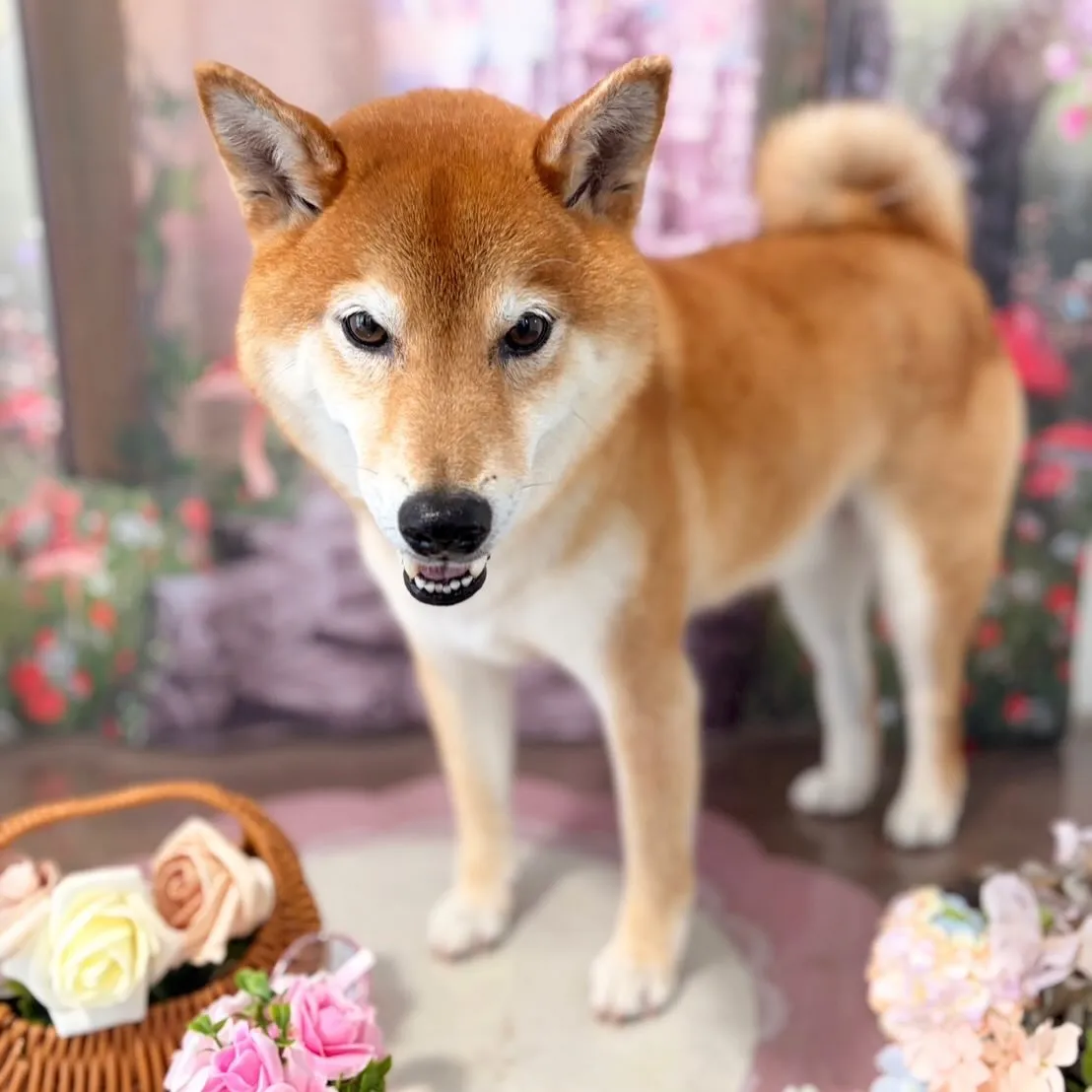 トリミングのセットメニューをご利用頂いたわんこたちです🐾