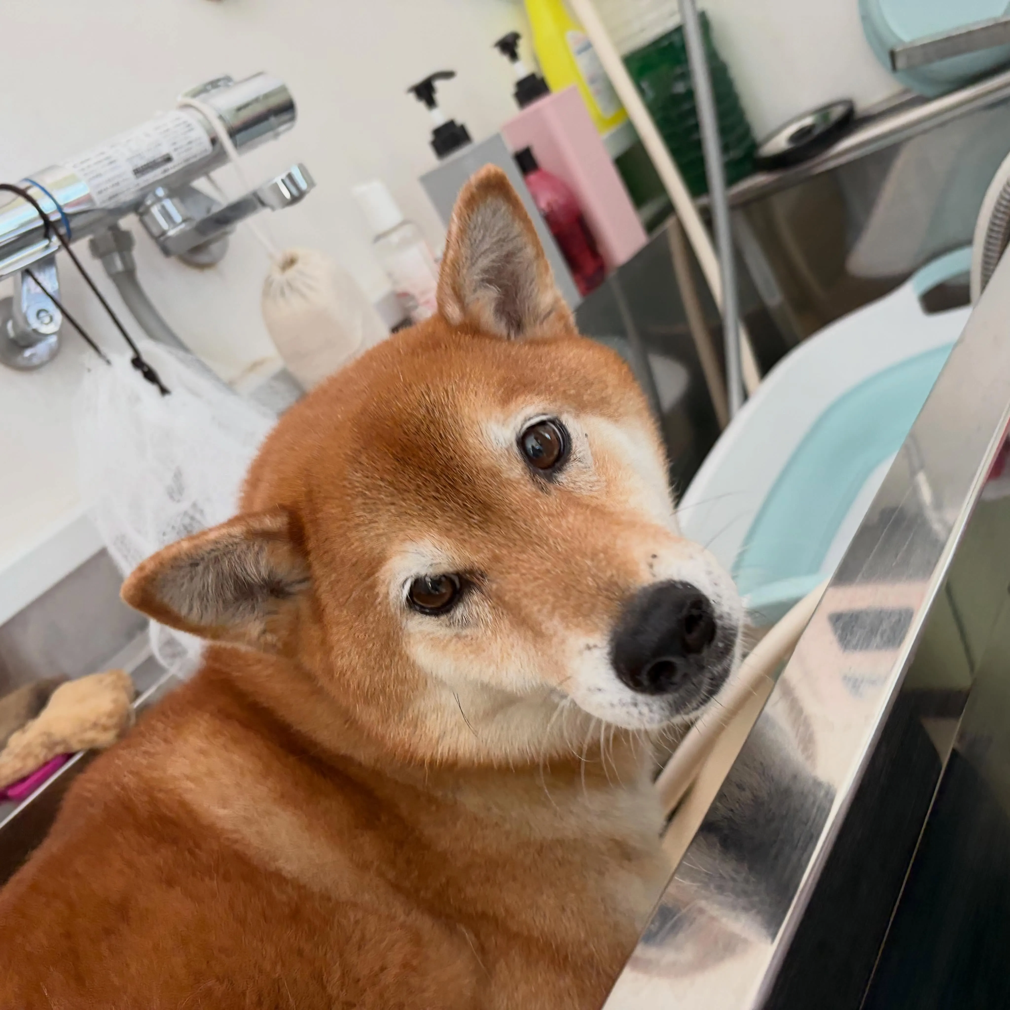 トリミングのセットメニューをご利用頂いたわんこたちです🐾