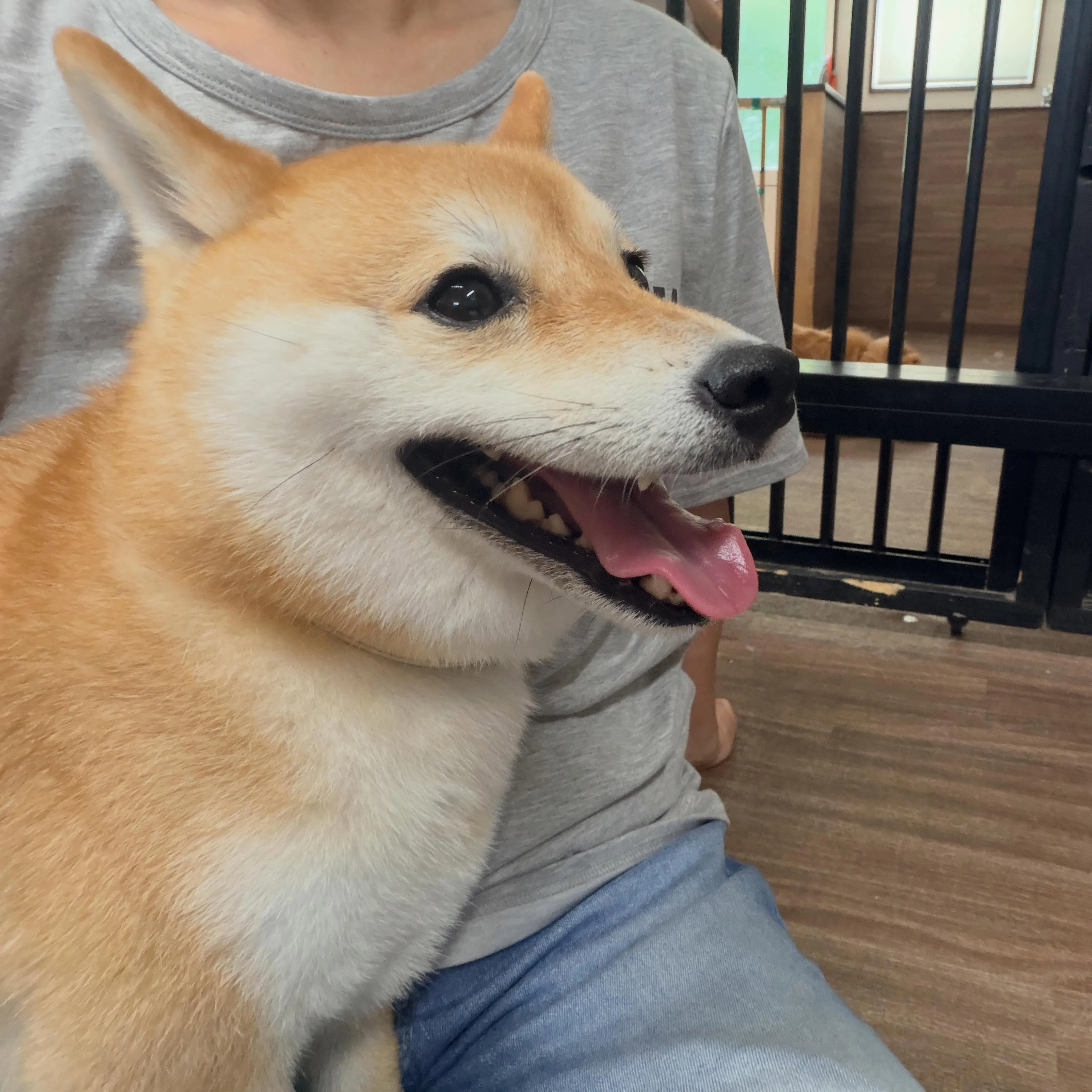 入会してくれた琥珀くんです✨