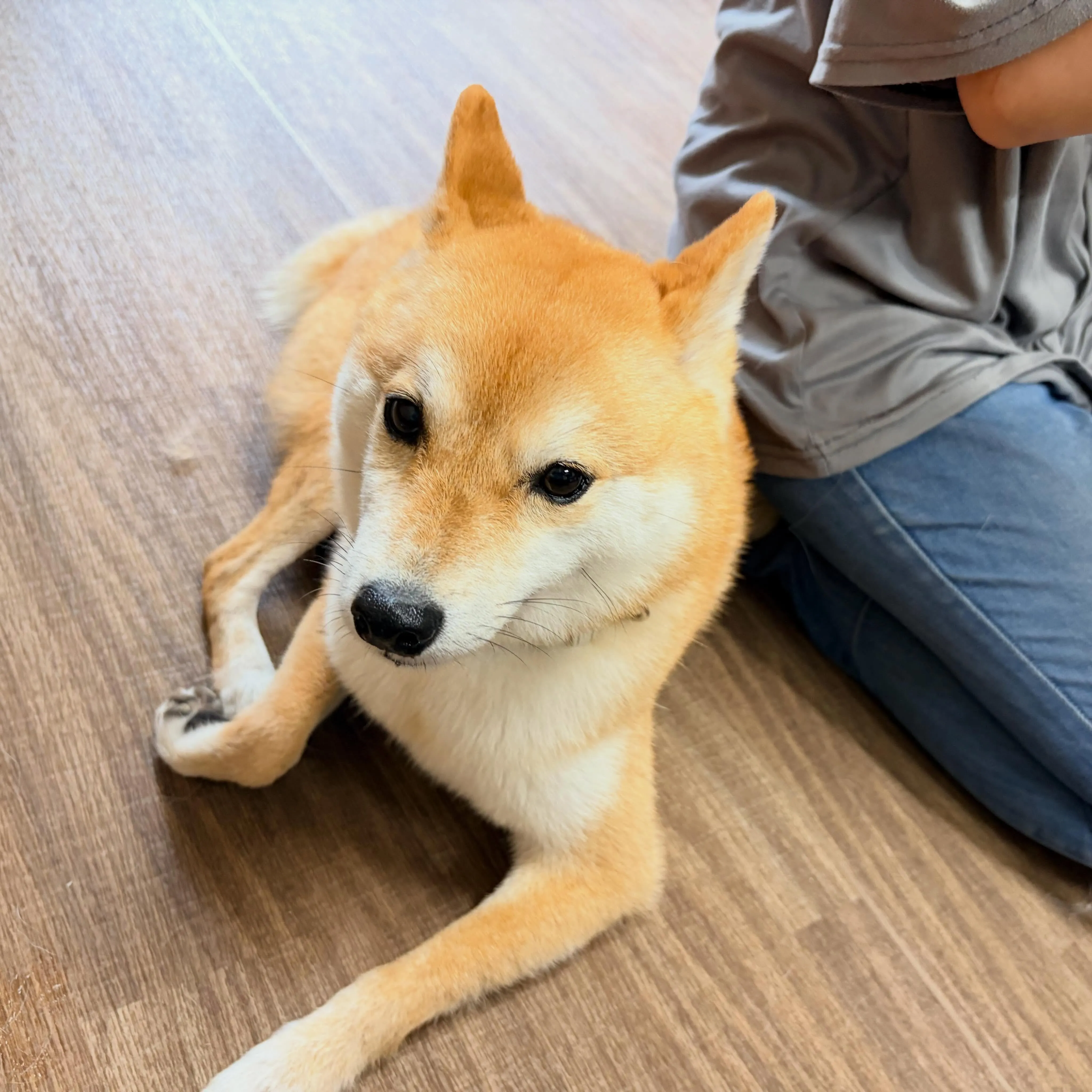 入会してくれた琥珀くんです✨