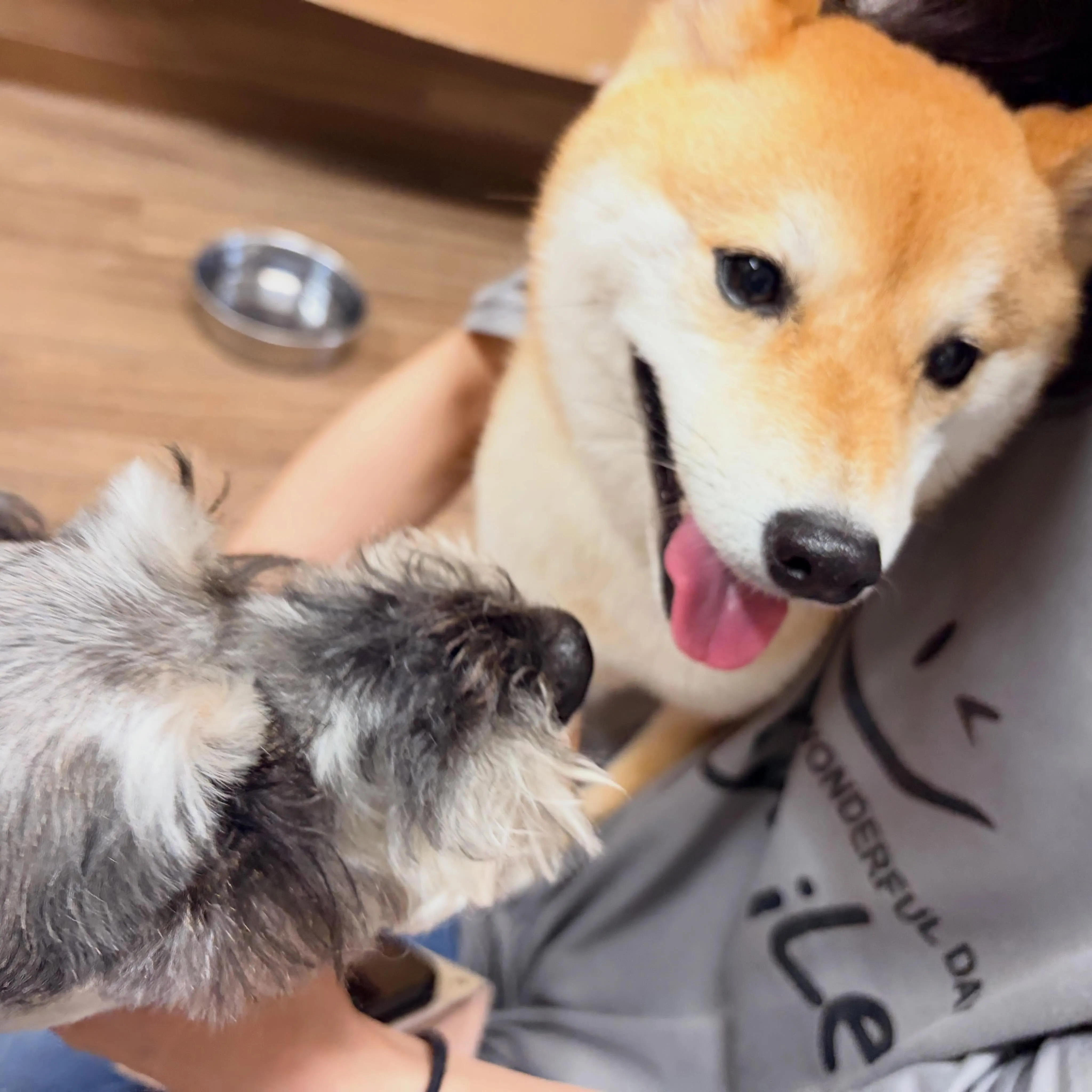 入会してくれた琥珀くんです✨