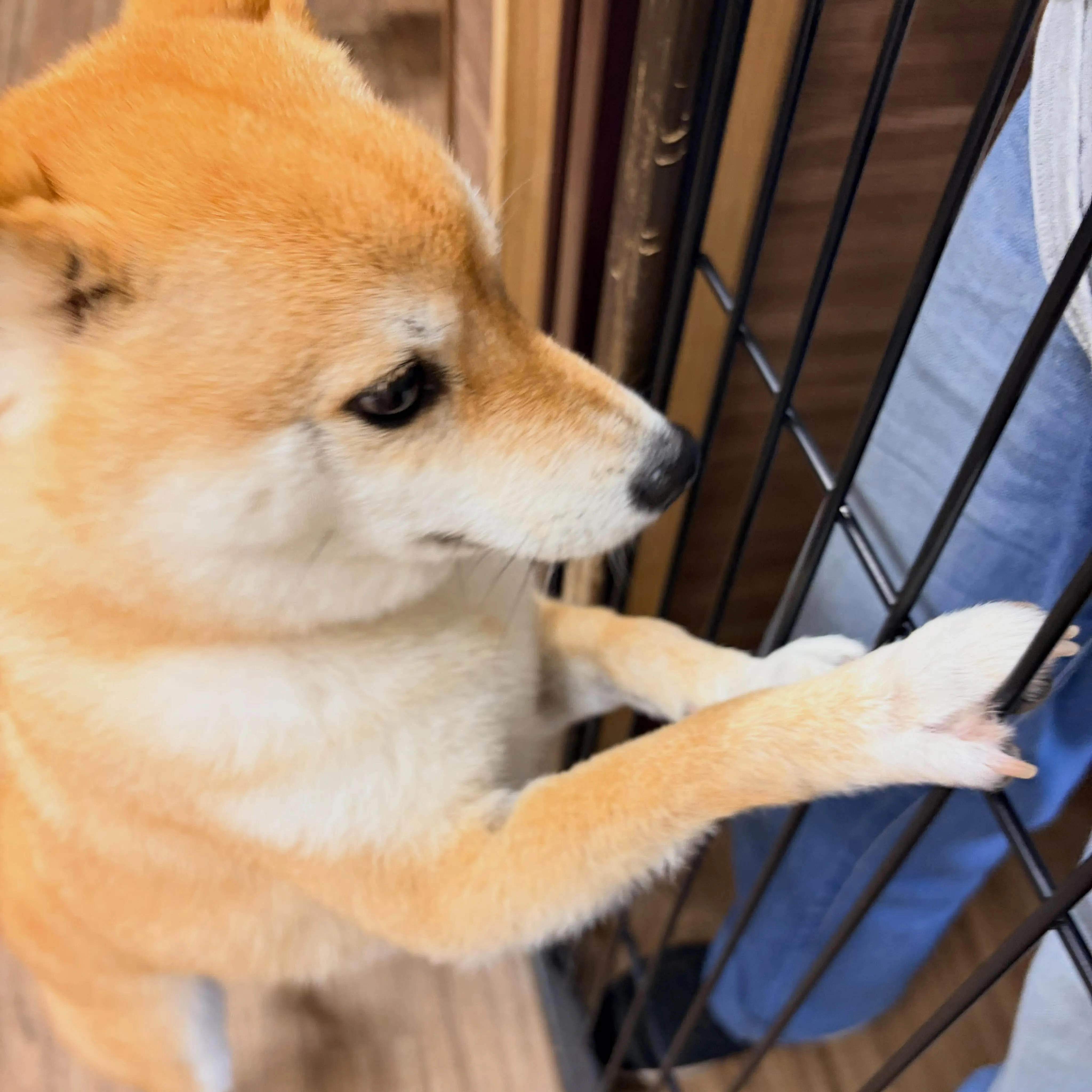 入会してくれた琥珀くんです✨