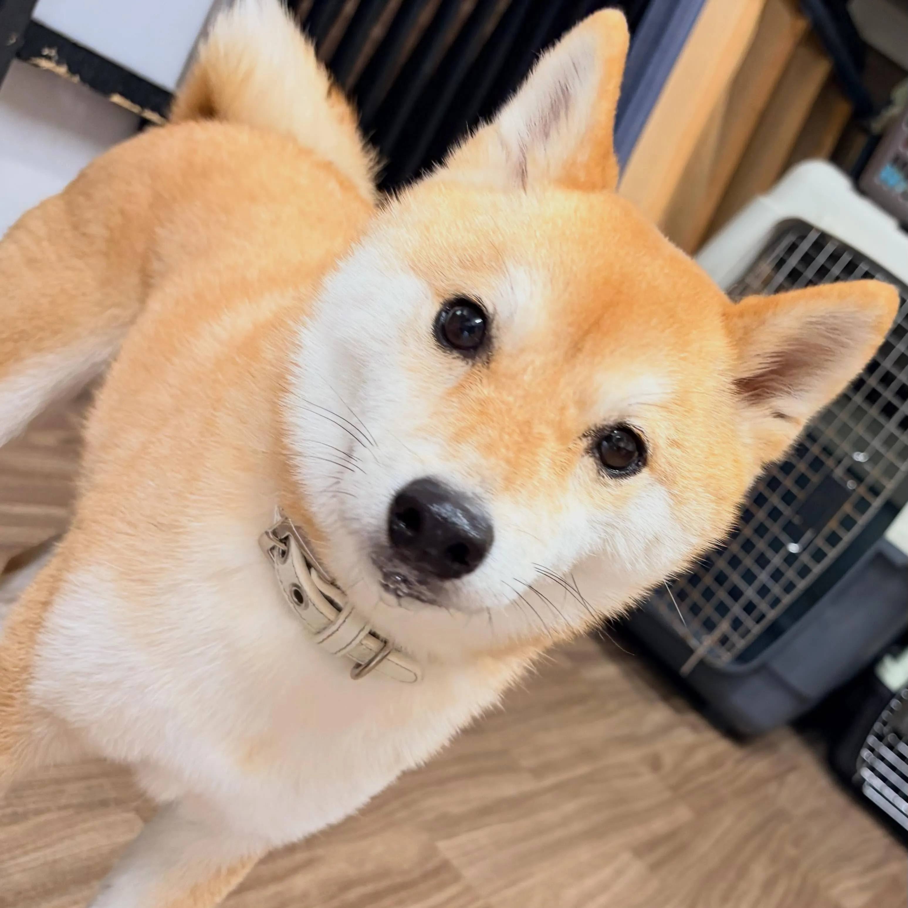 入会してくれた琥珀くんです✨