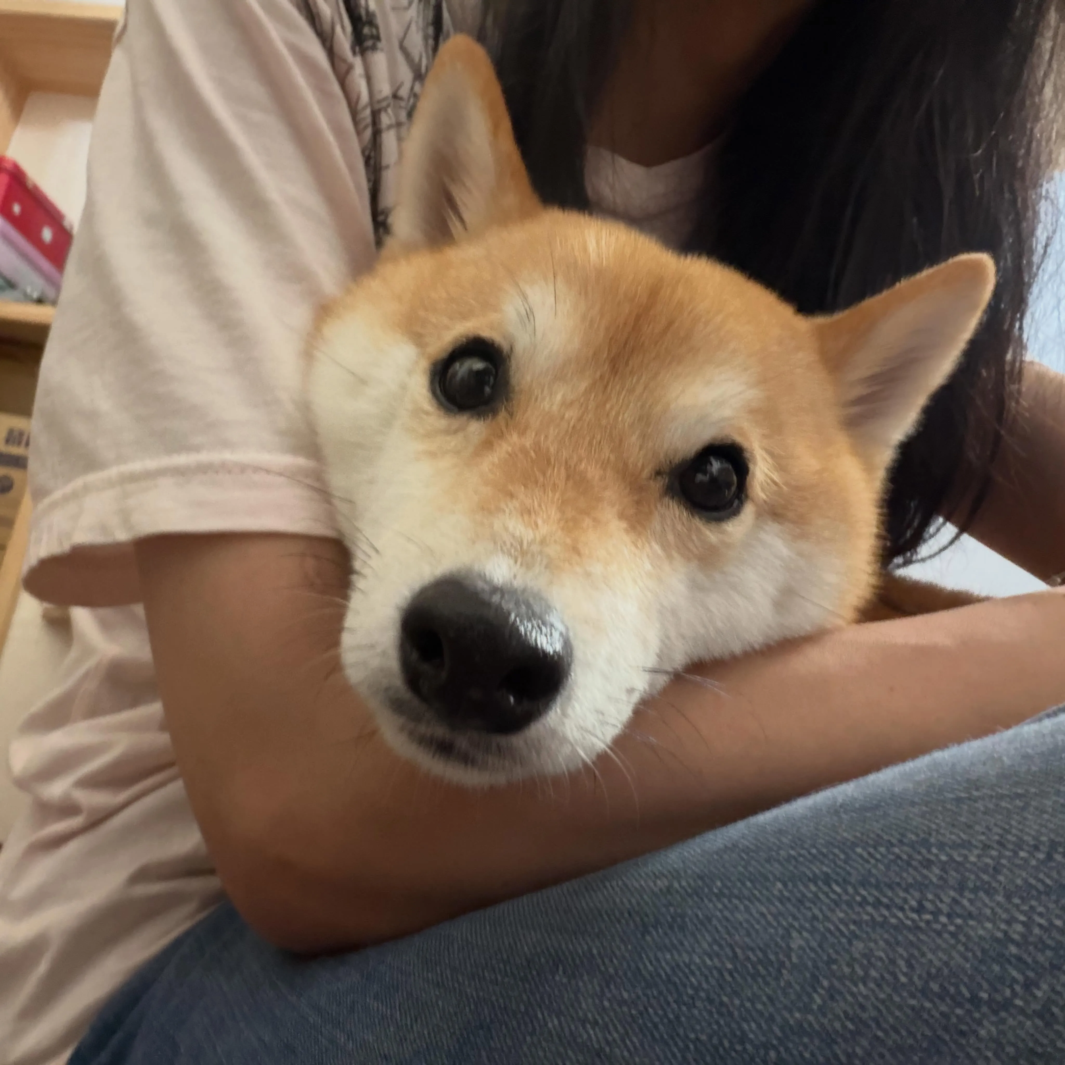 入会してくれた琥珀くんです✨
