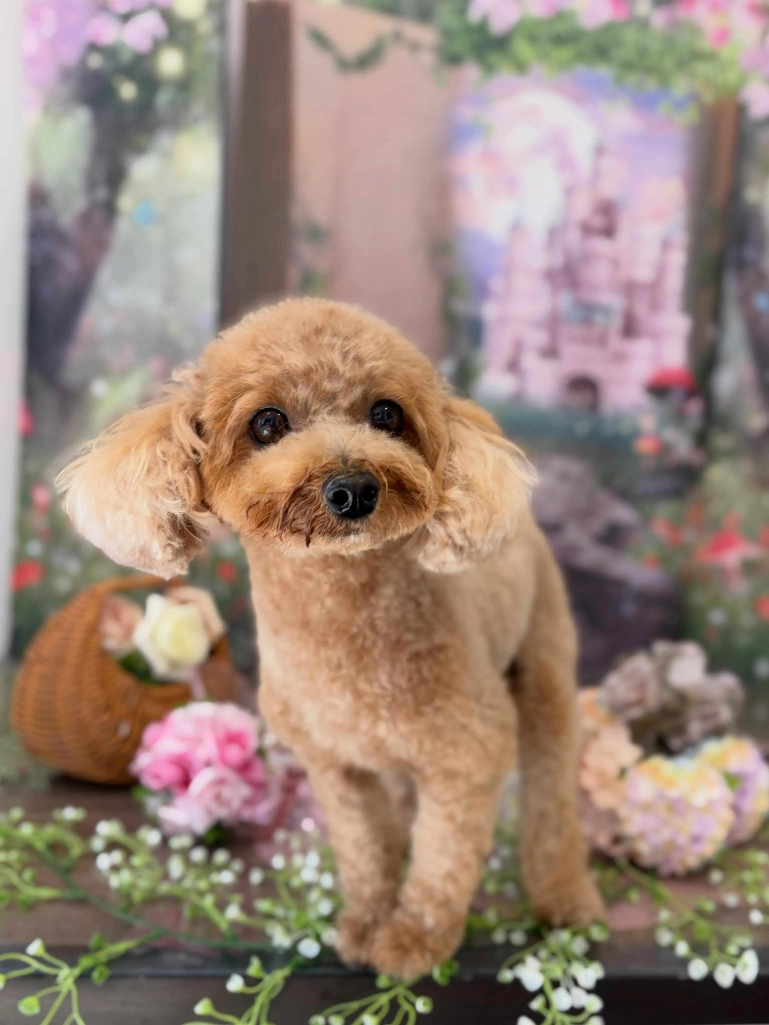 トリミングのセットメニューをご利用頂いたわんこたちです🐾