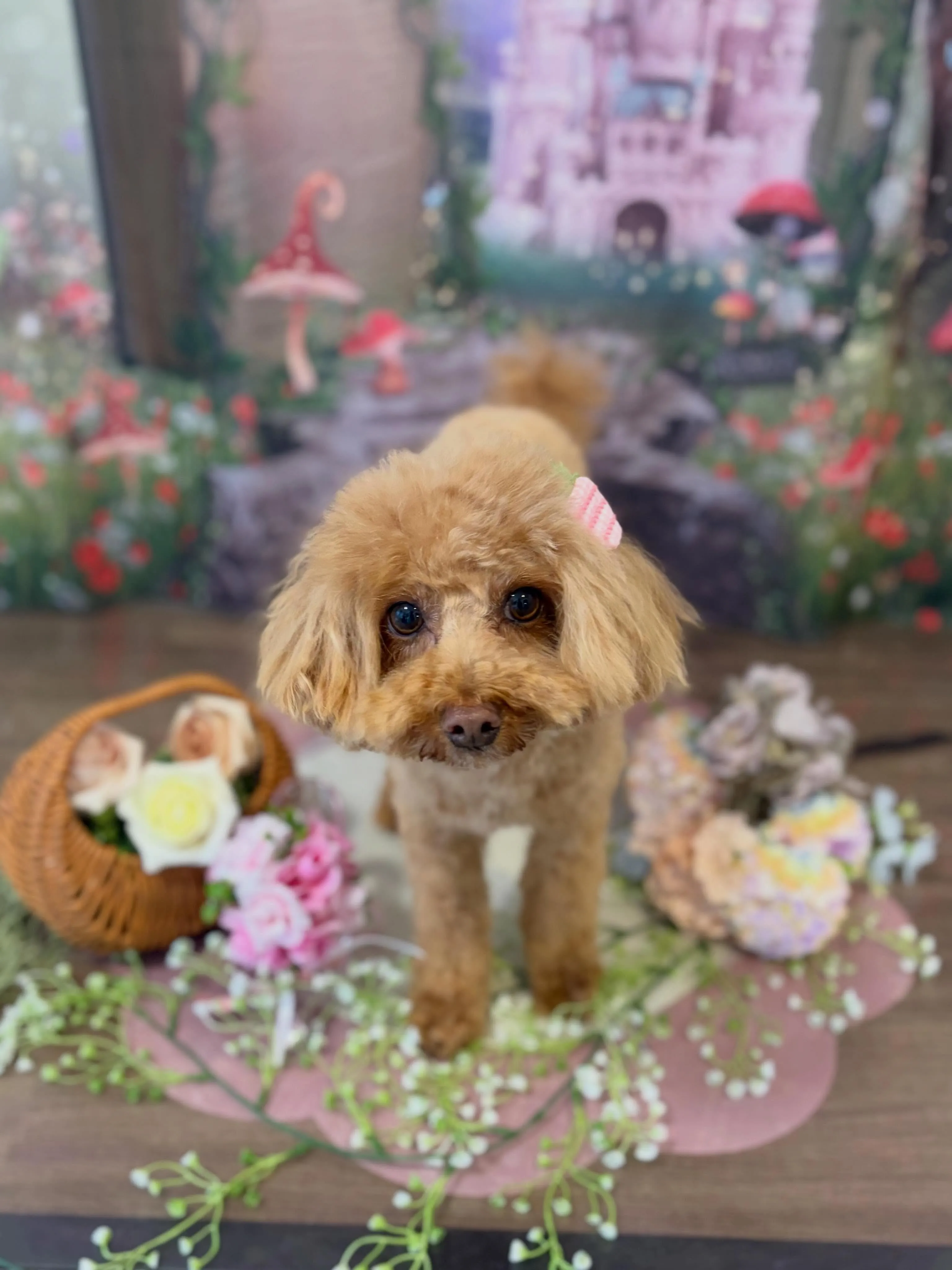 トリミングのセットメニューをご利用頂いたわんこたちです🐾