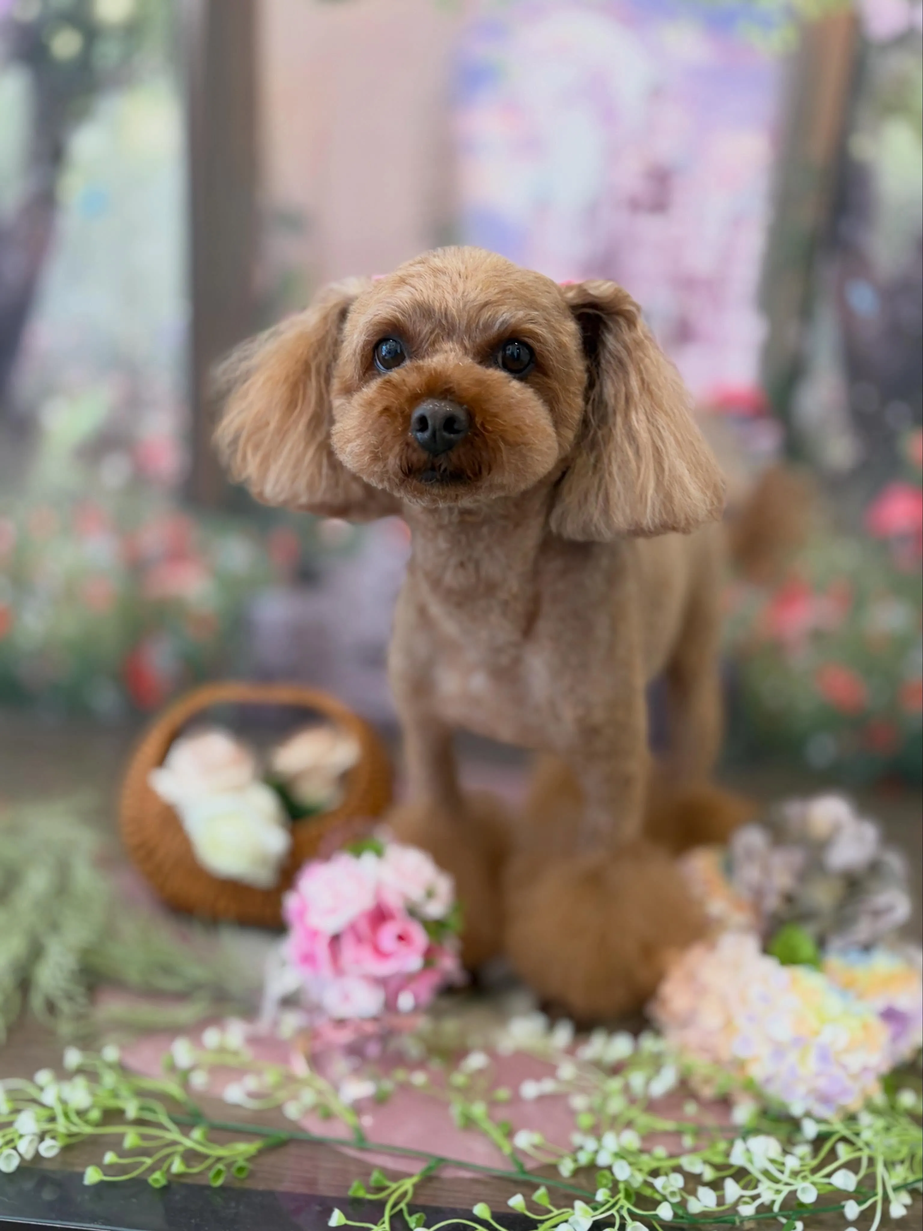 トリミングのセットメニューをご利用頂いたわんこたちです🐾