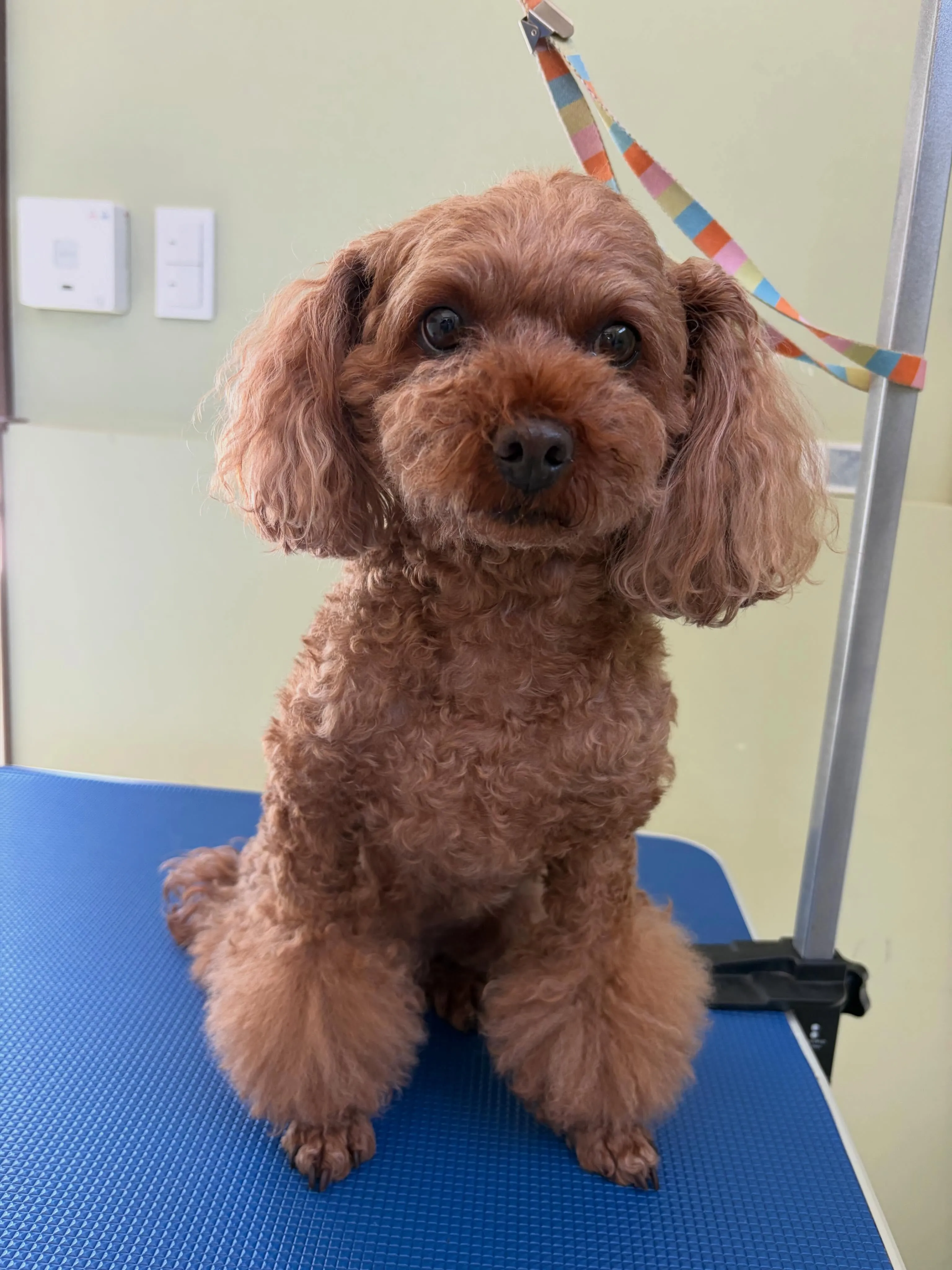 トリミングのセットメニューをご利用頂いたわんこたちです🐾
