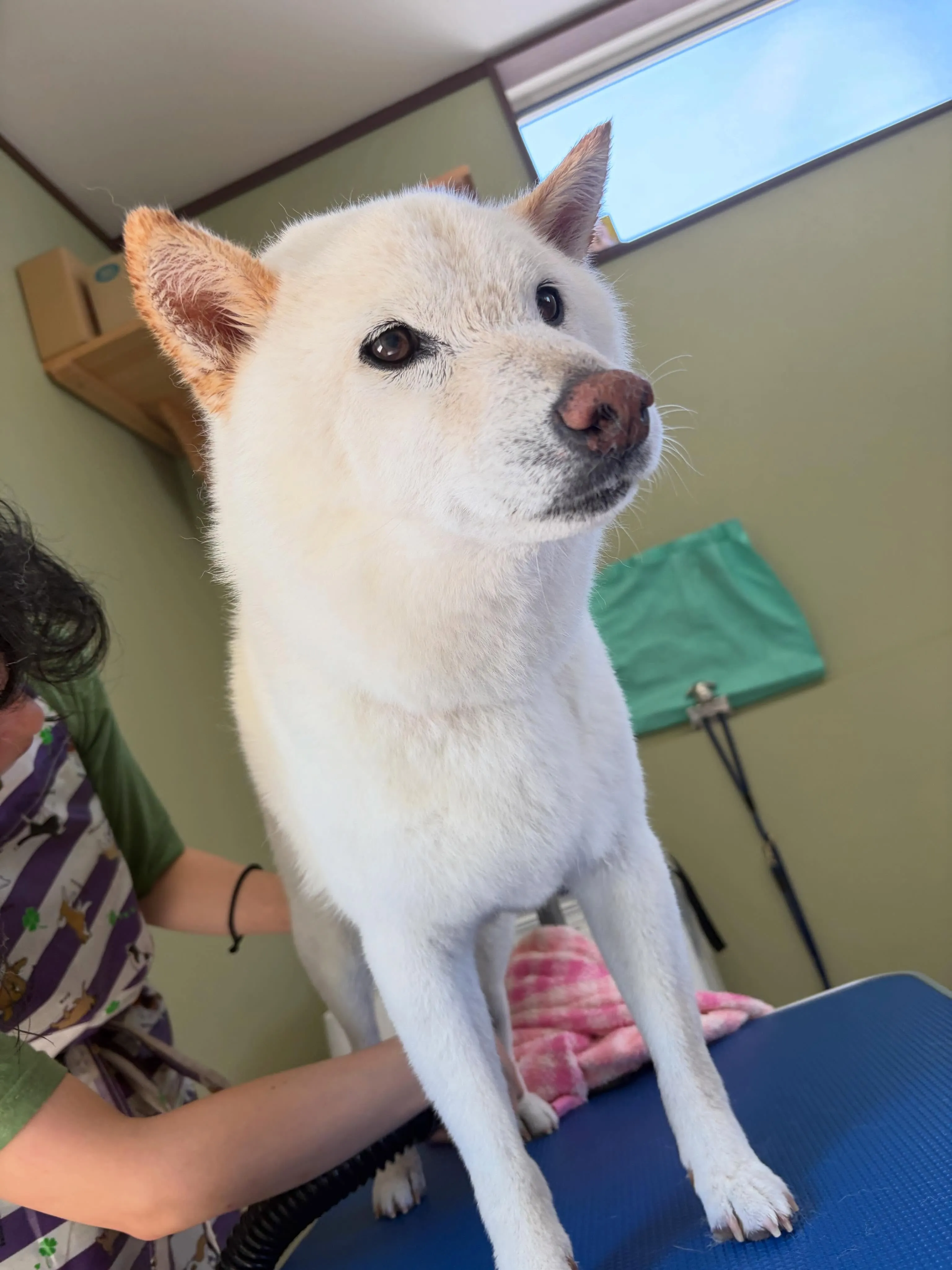 トリミングのセットメニューをご利用頂いたわんこたちです🐾