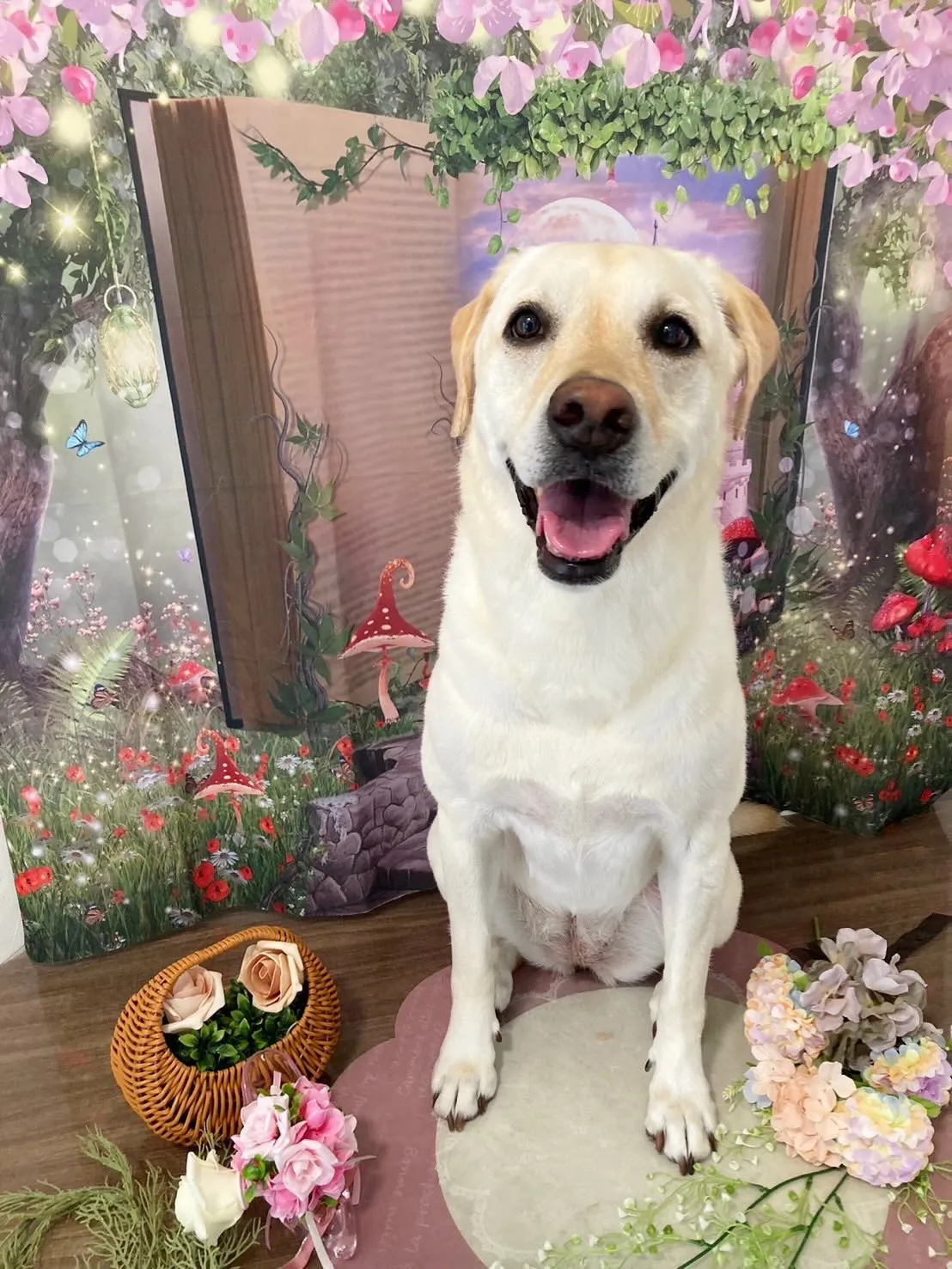 トリミングのセットメニューをご利用頂いたわんこたちです🐾