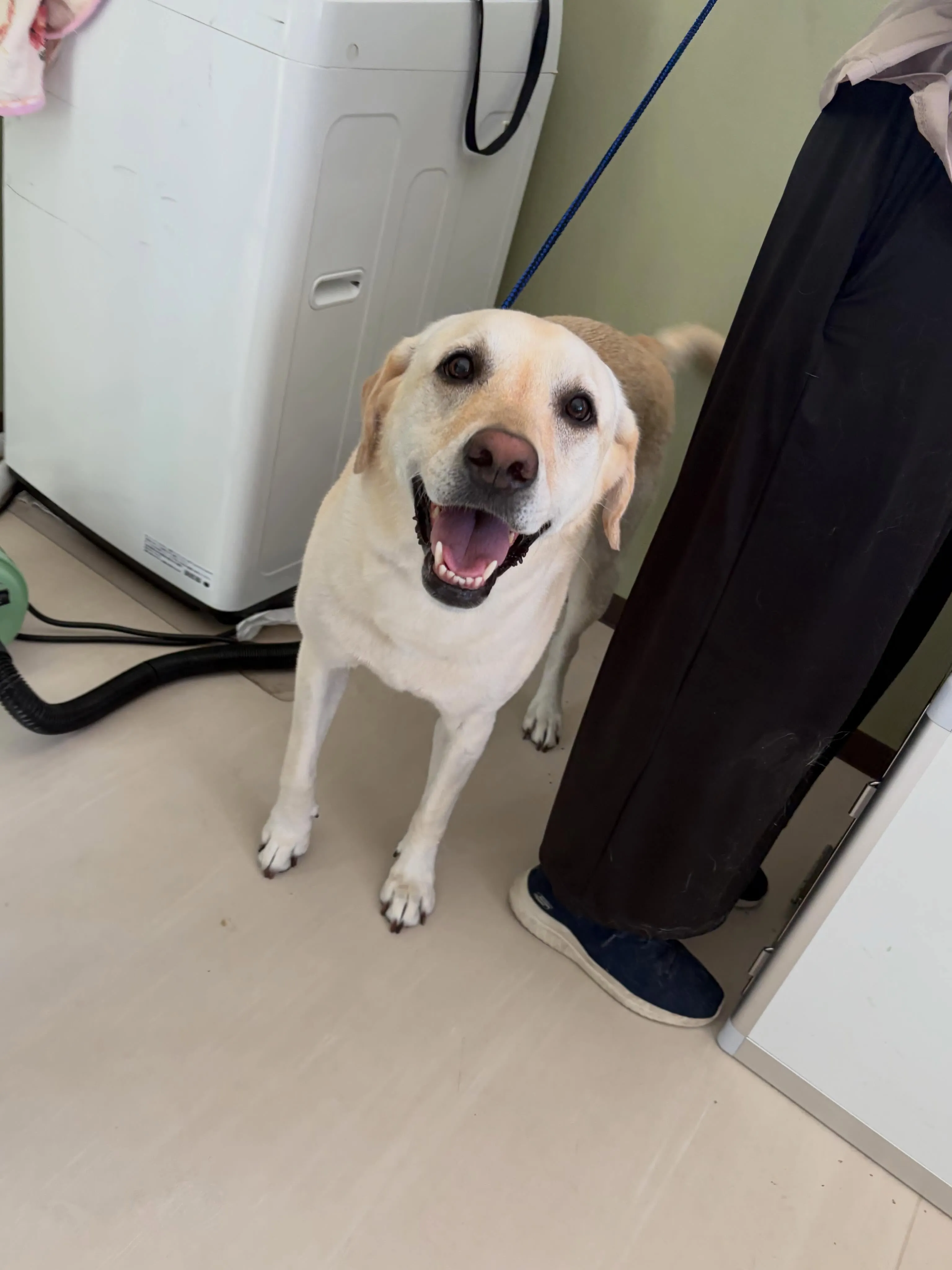 トリミングのセットメニューをご利用頂いたわんこたちです🐾