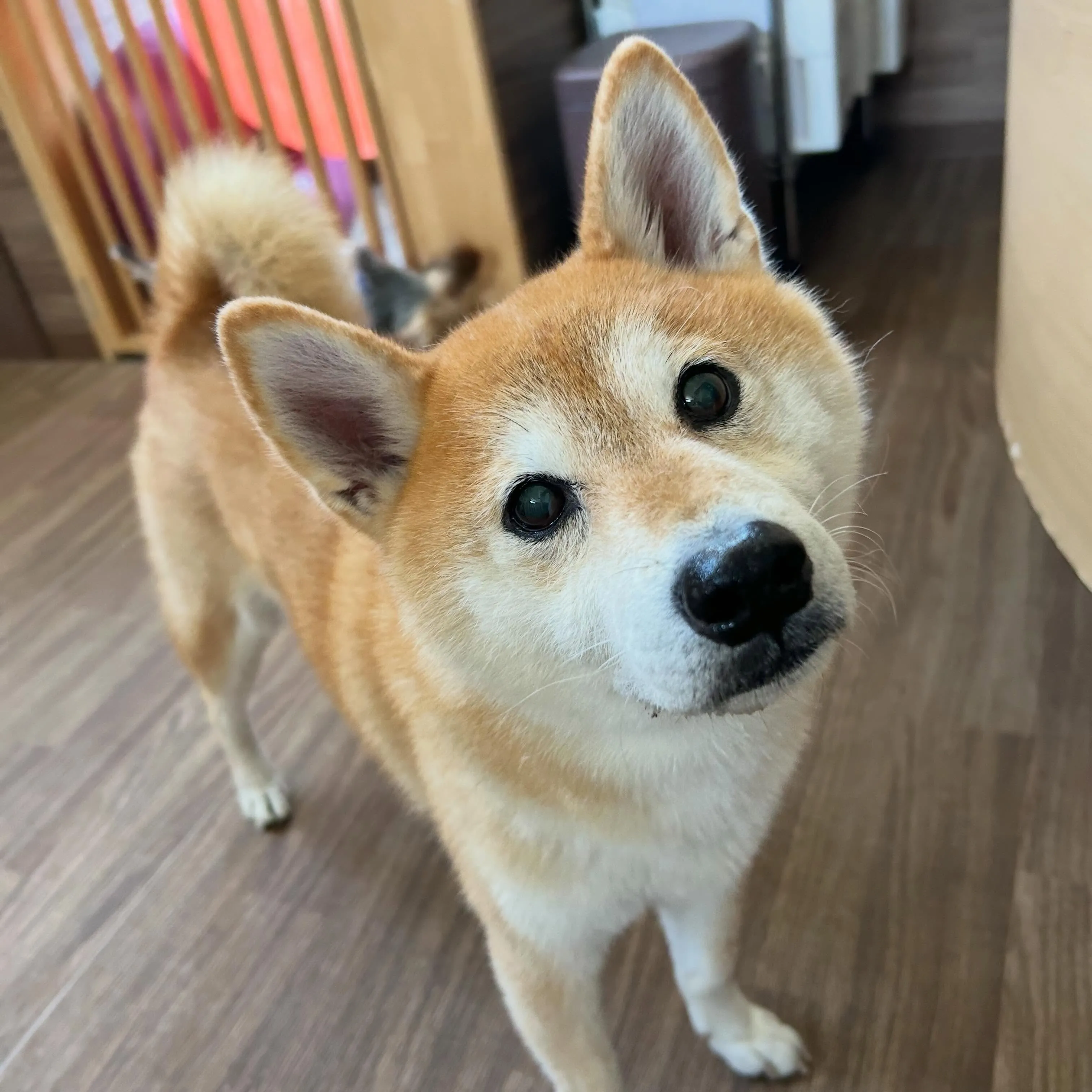 入会してくれたチビスケくんです😊