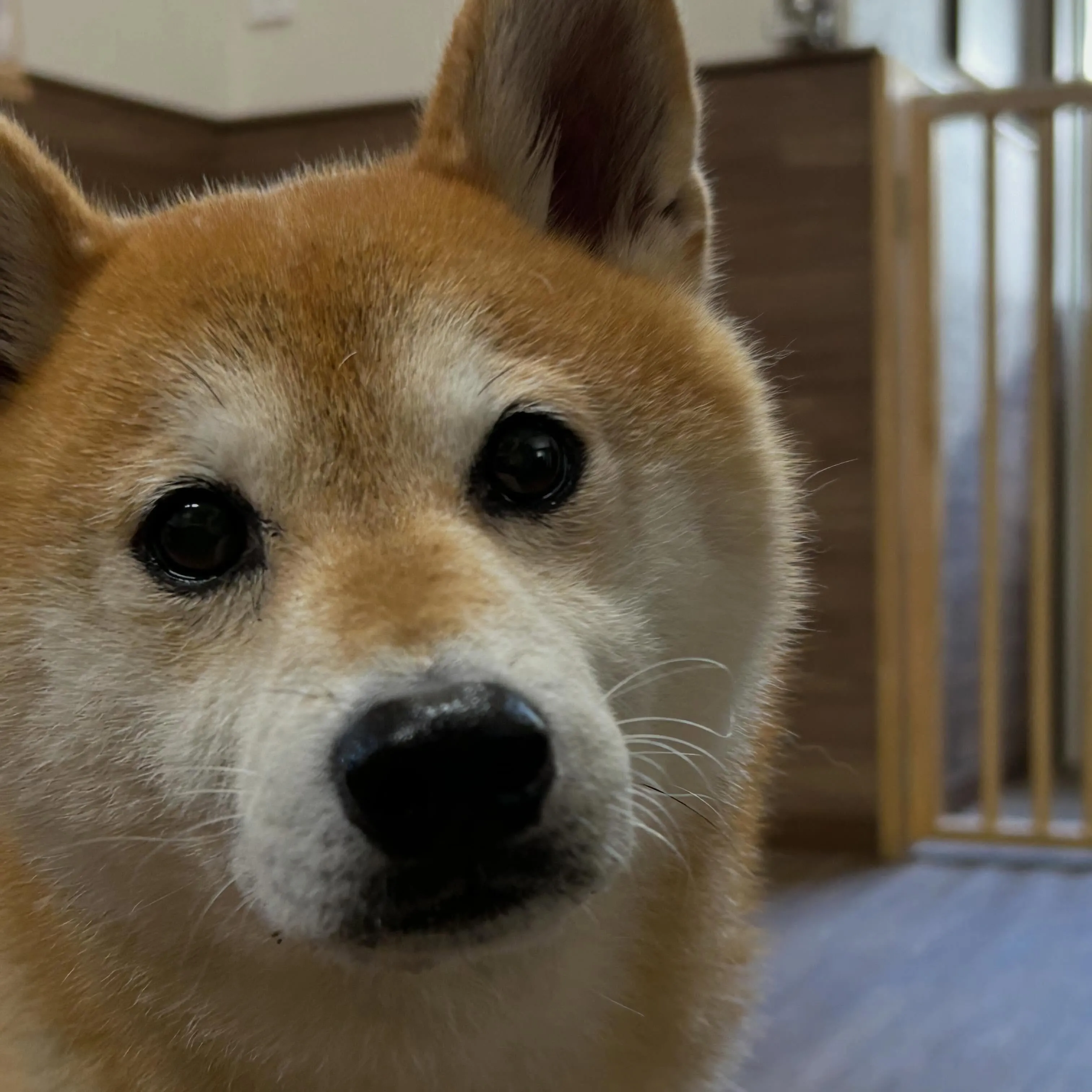 入会してくれたチビスケくんです😊