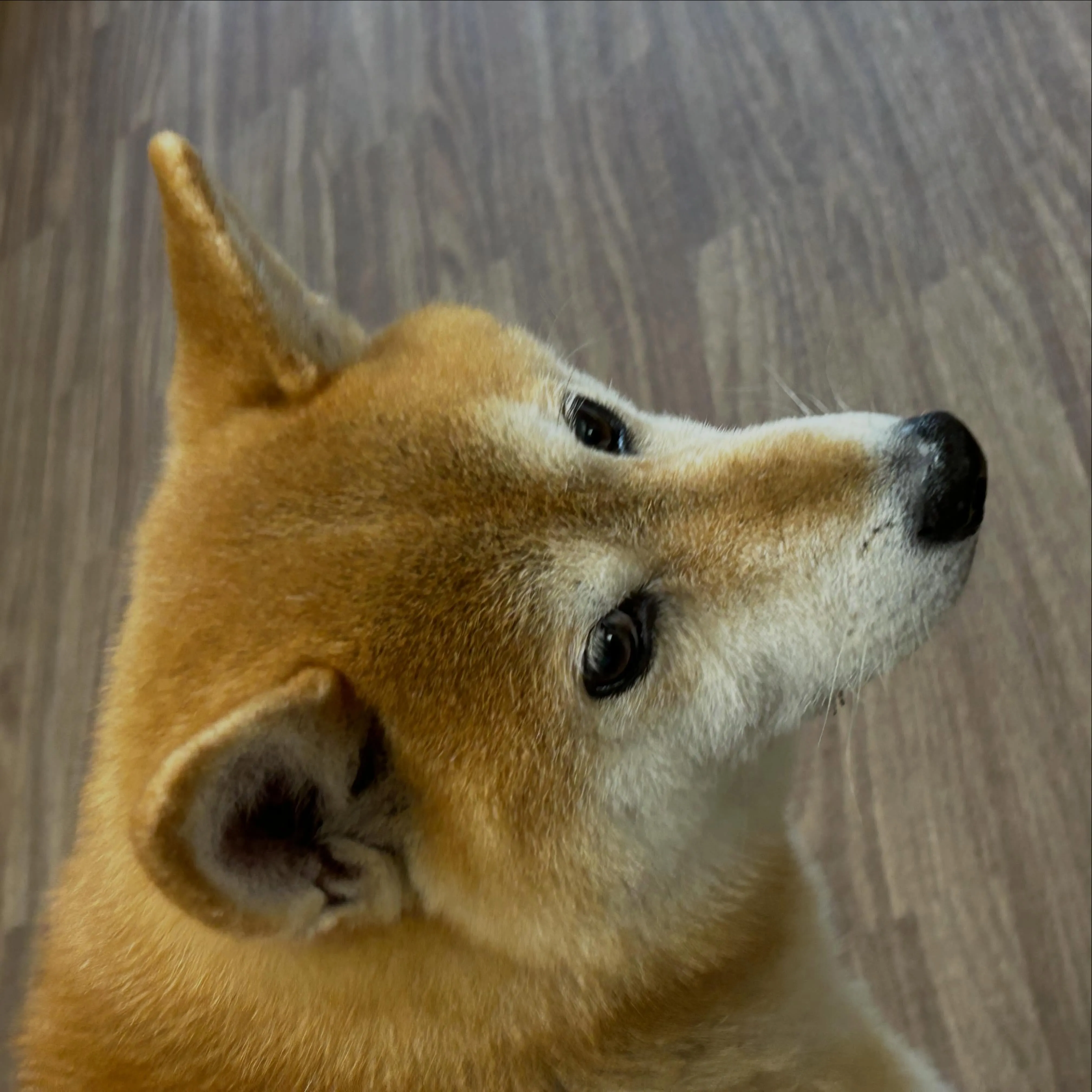 入会してくれたチビスケくんです😊