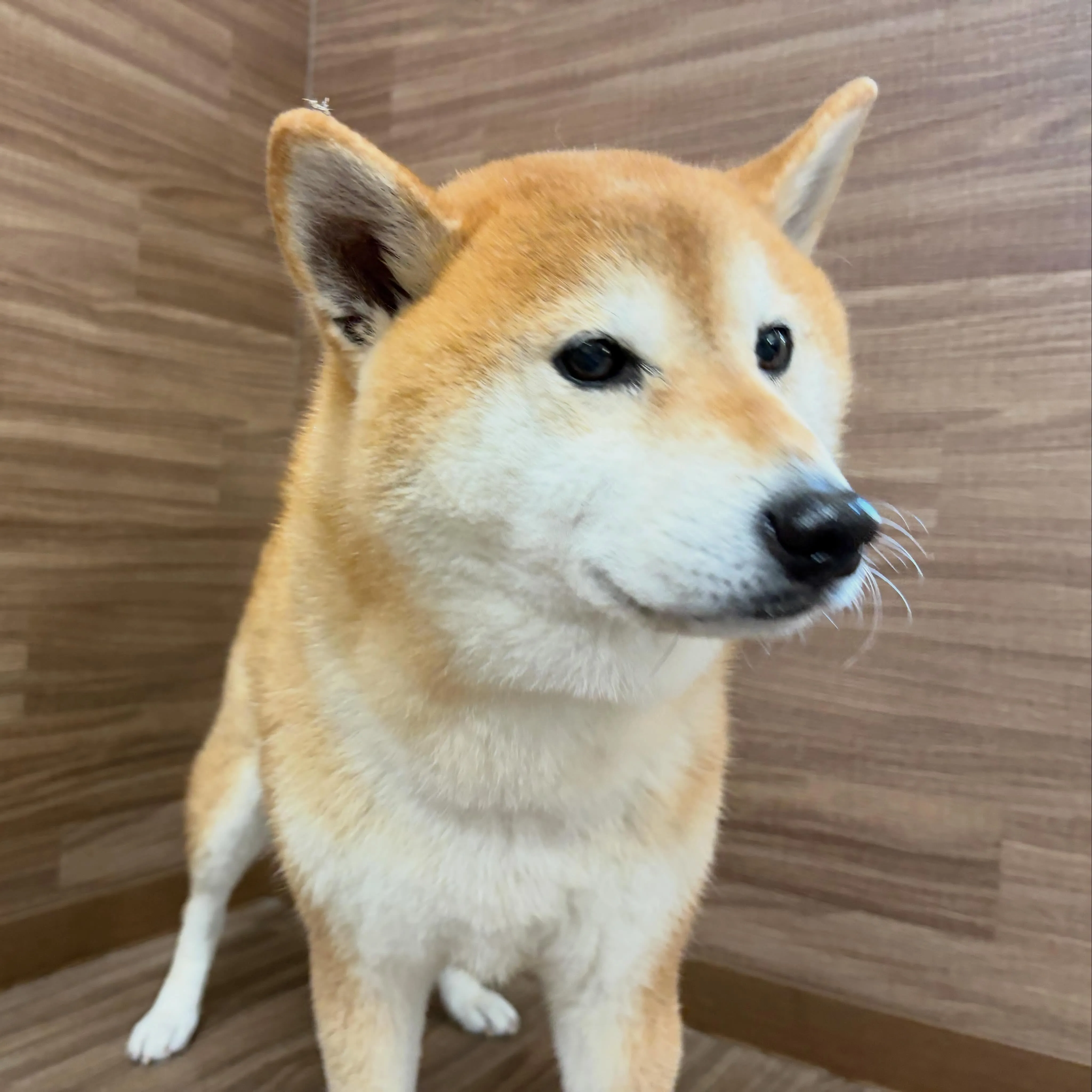 入会してくれたチビスケくんです😊