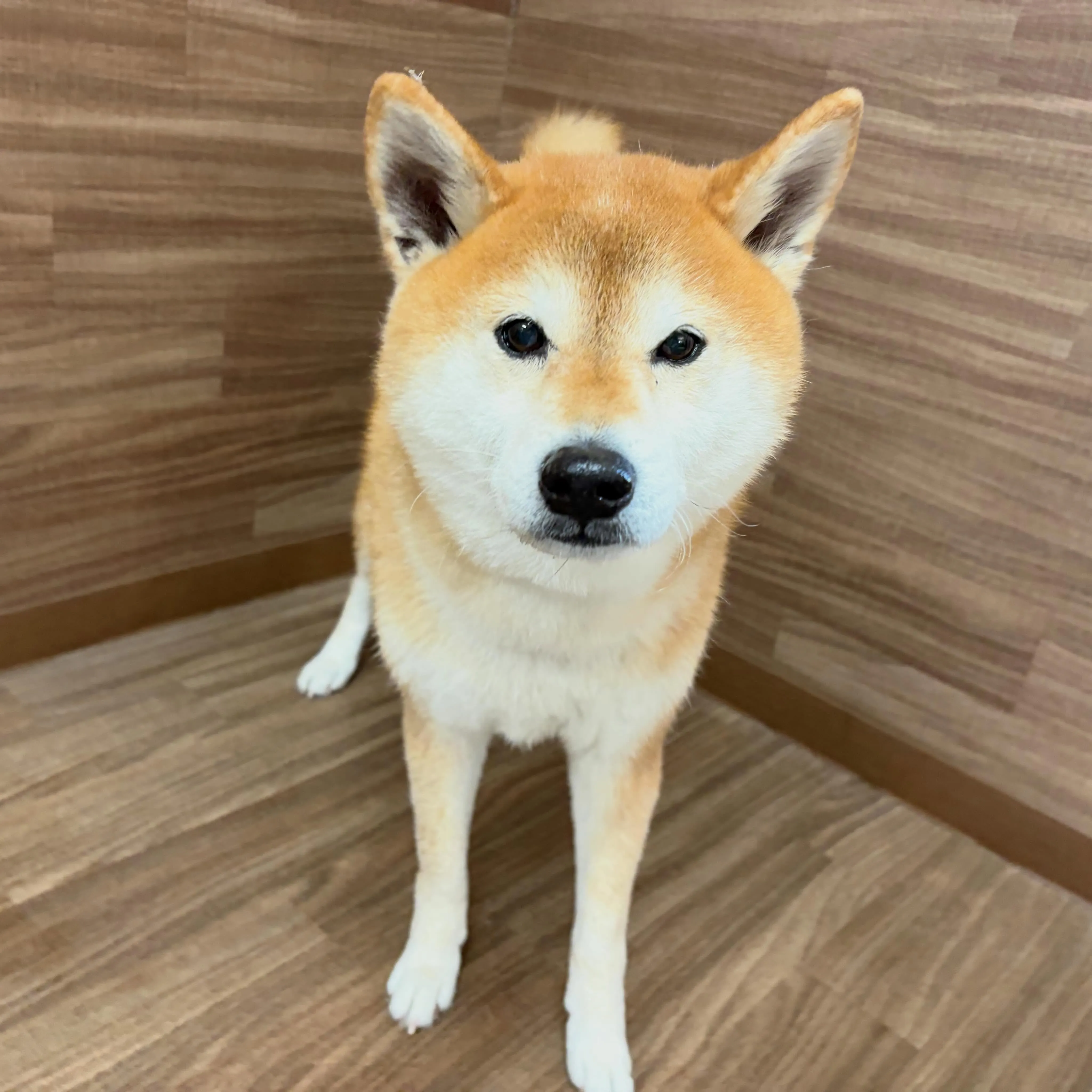 入会してくれたチビスケくんです😊