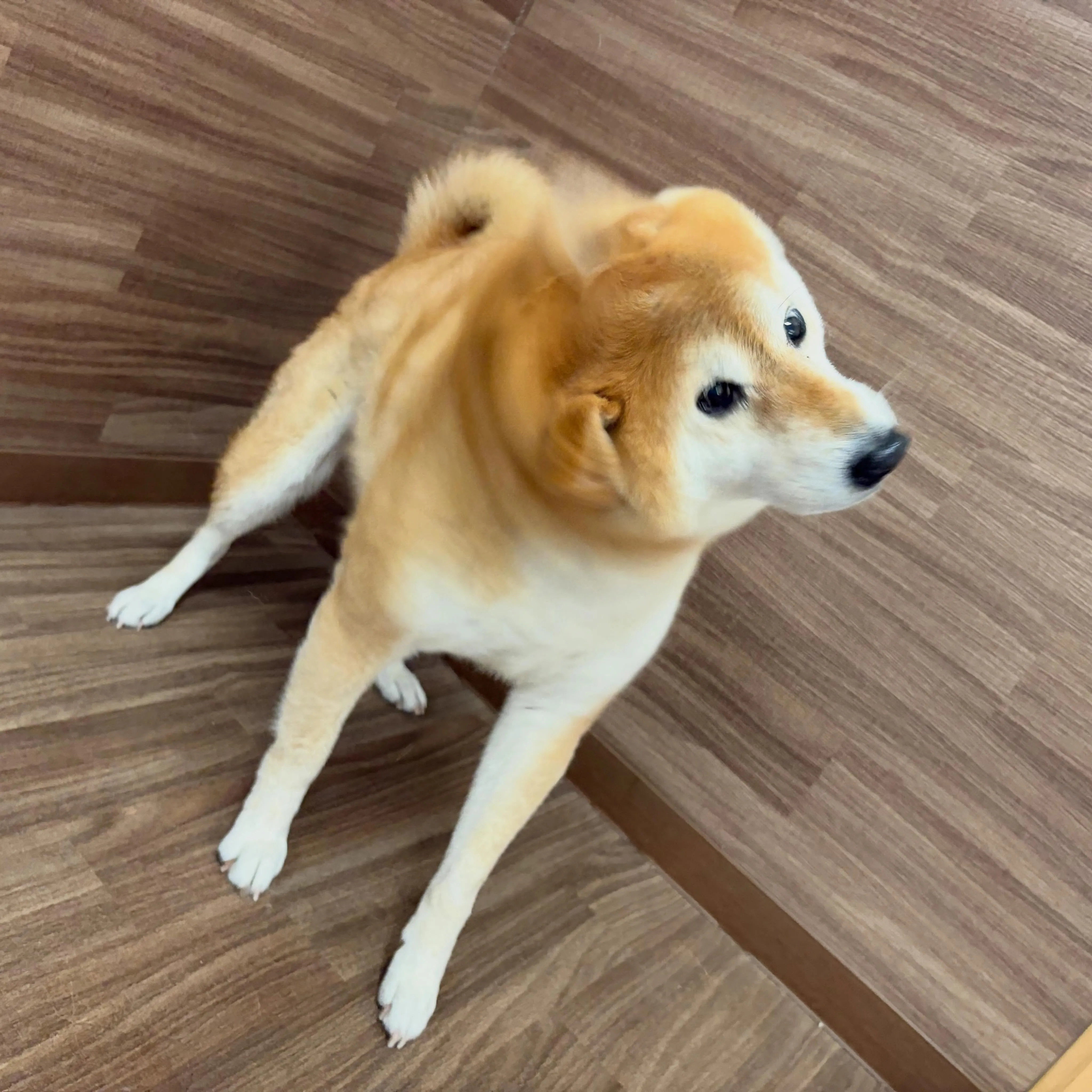 入会してくれたチビスケくんです😊