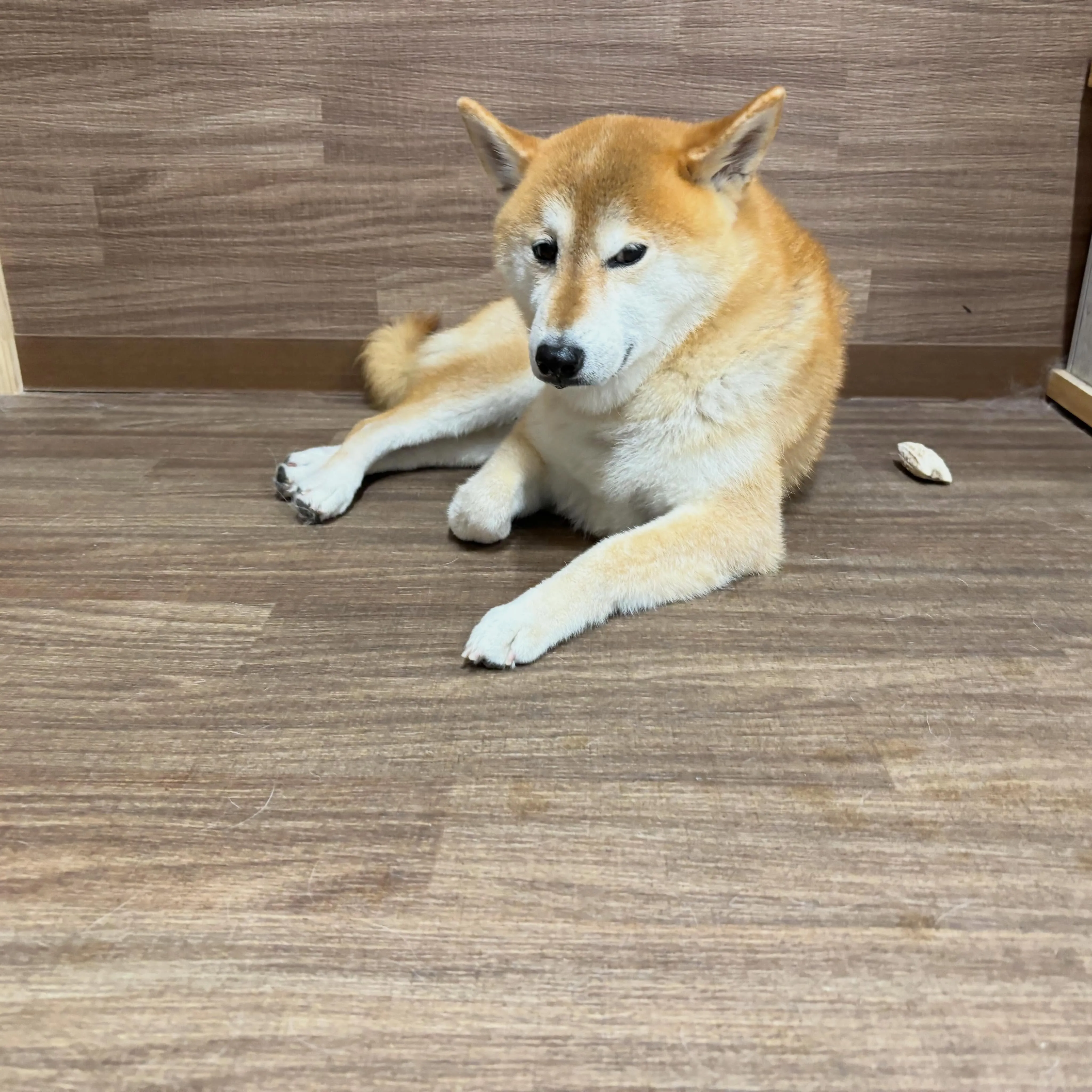 入会してくれたチビスケくんです😊