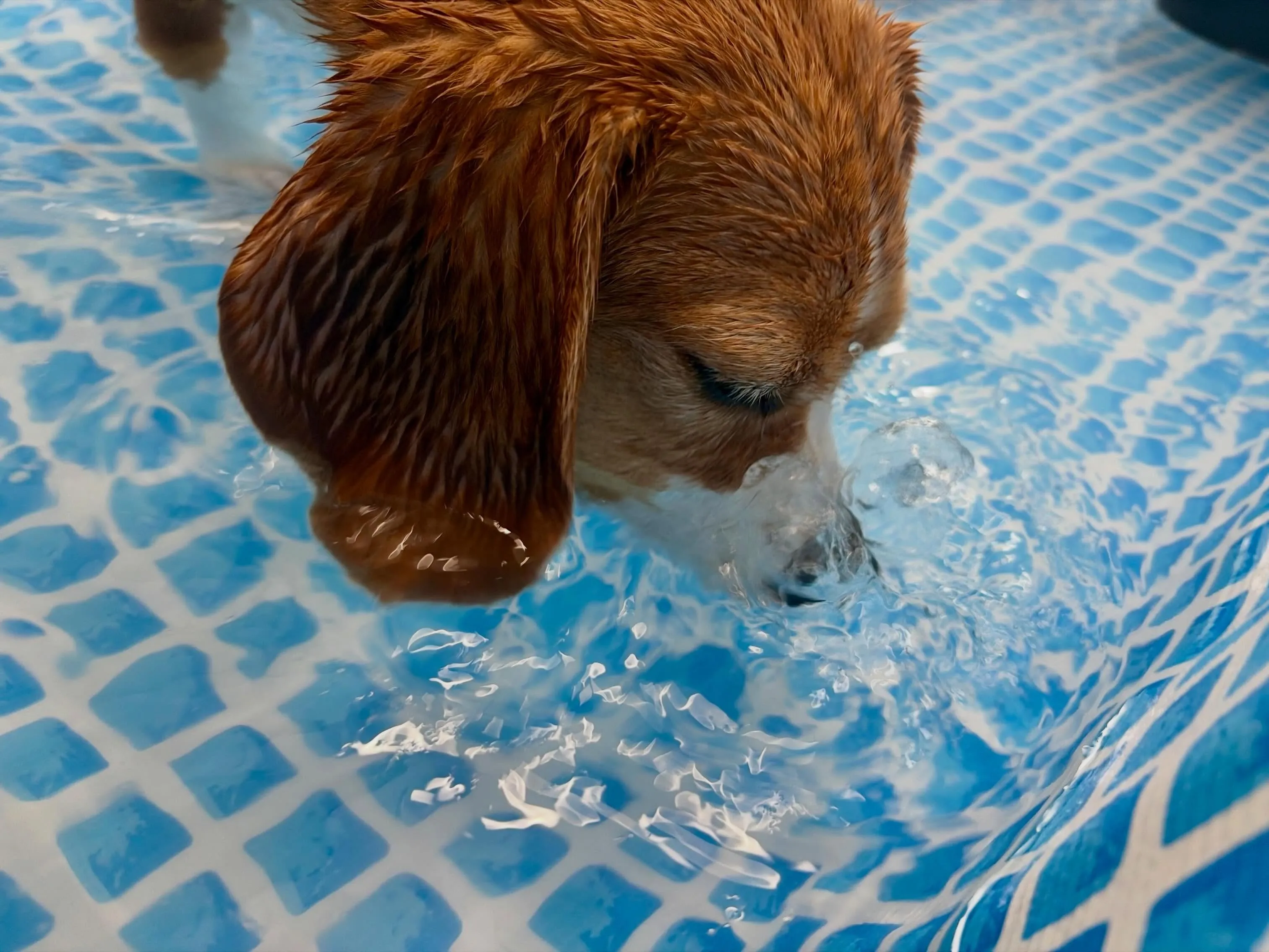 今日は水遊びイベント2日目です🌊✨️