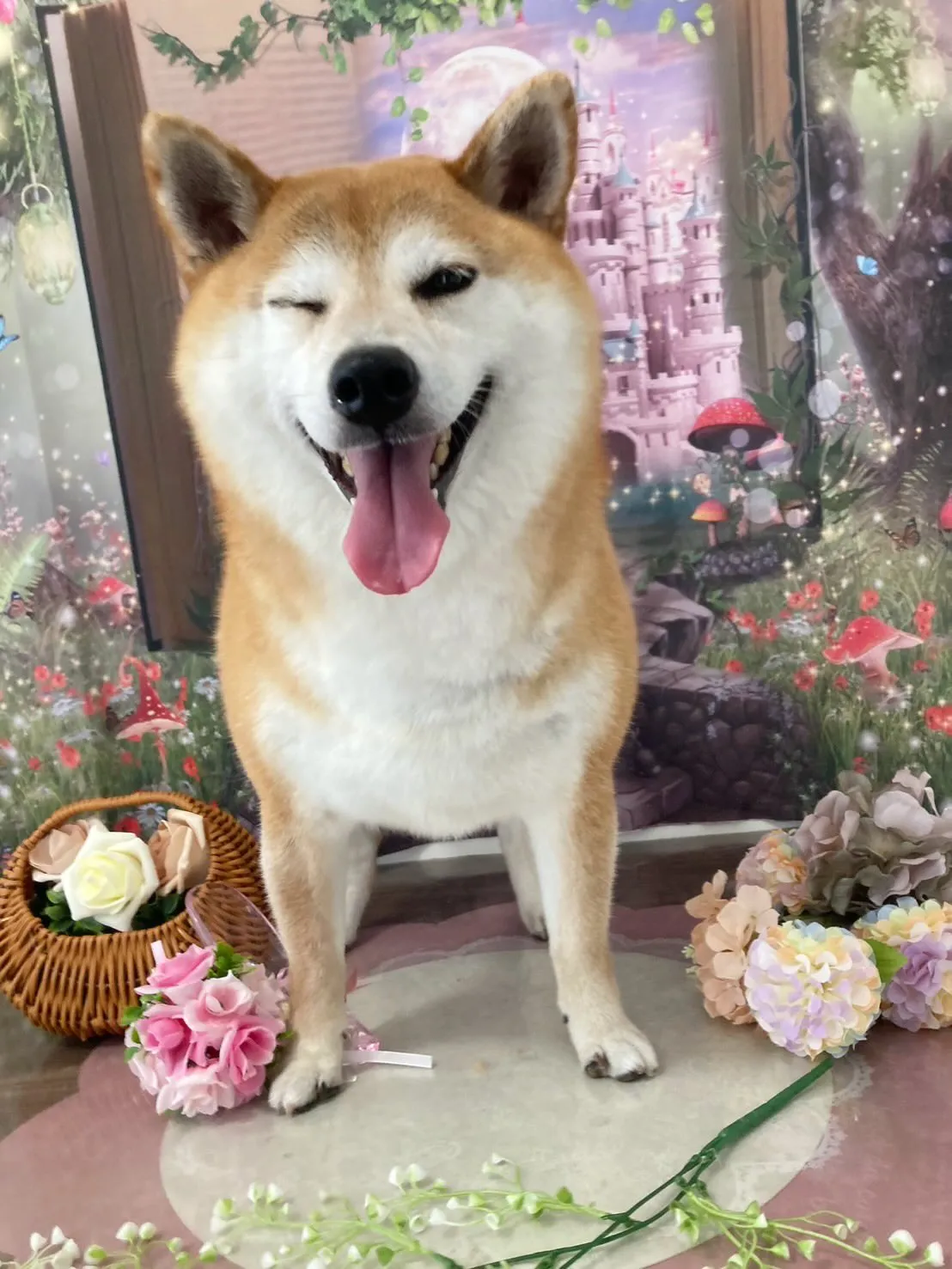 トリミングのセットメニューをご利用頂いたわんこたちです🎶