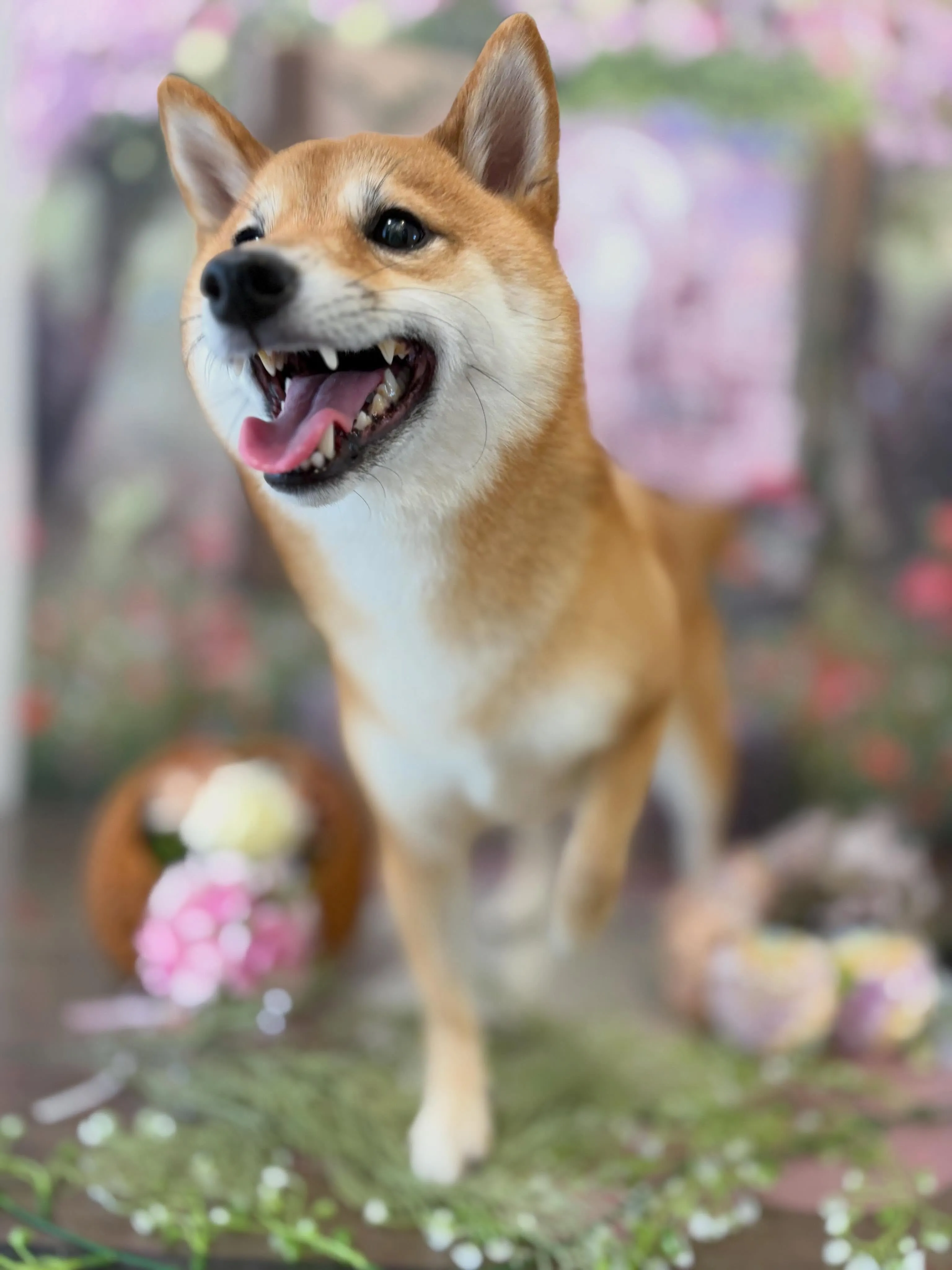 トリミングのセットメニューをご利用頂いたわんこたちです🎶