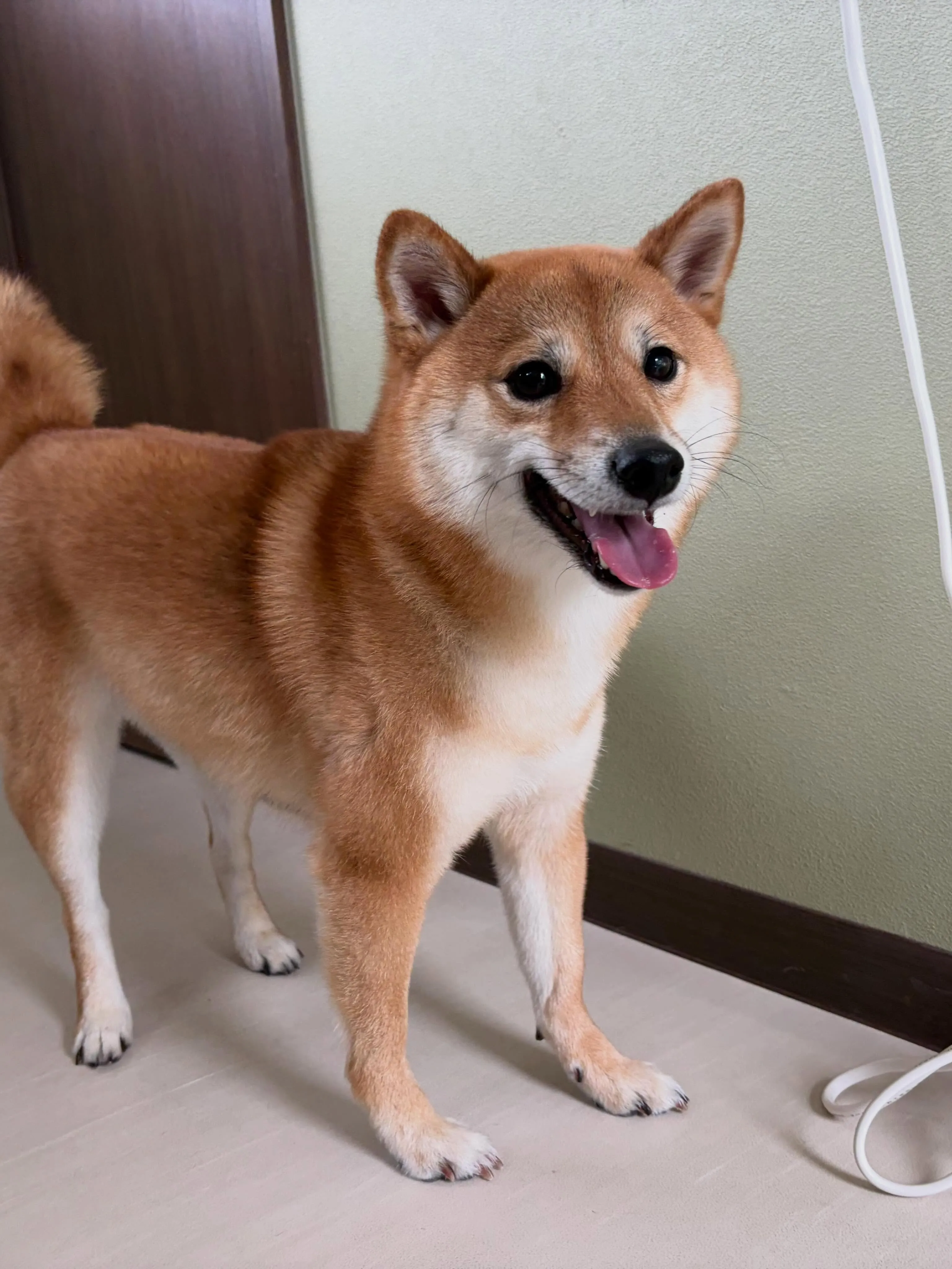 トリミングのセットメニューをご利用頂いたわんこたちです🎶
