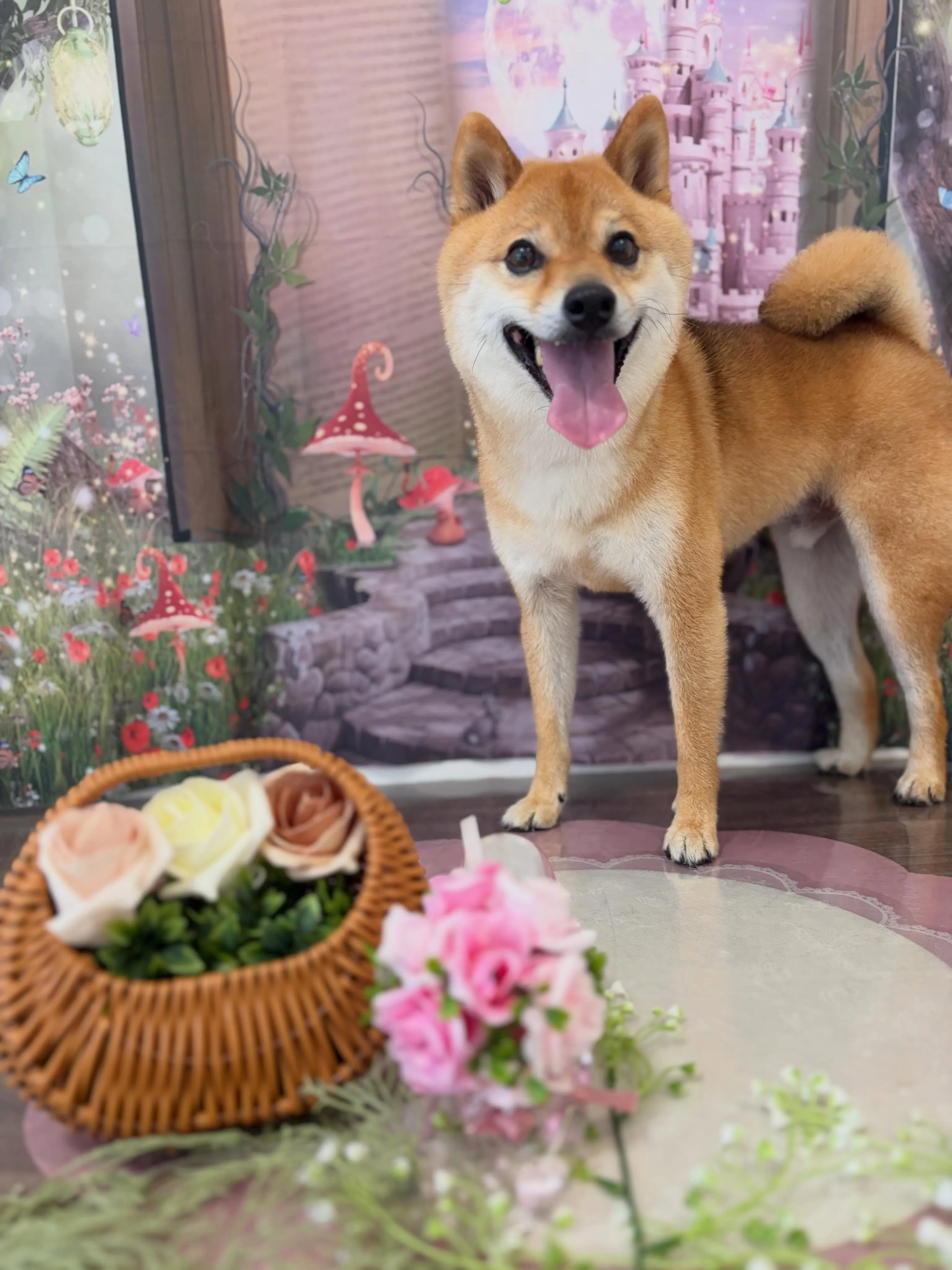 トリミングのセットメニューをご利用頂いたわんこたちです🎶